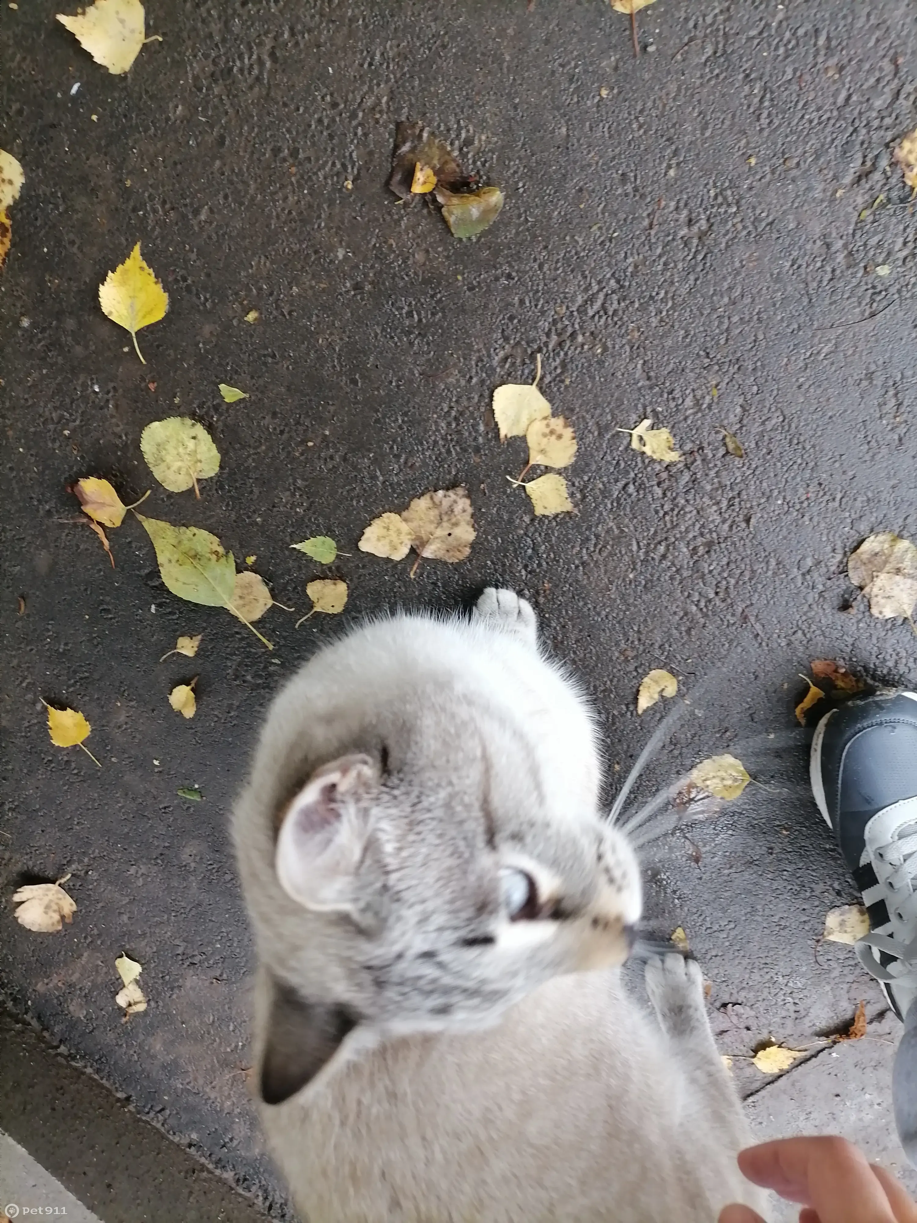 Кошка с голубыми глазками и косыми лапками найдена на ул. Гудованцева, 27,  Казань | Pet911.ru