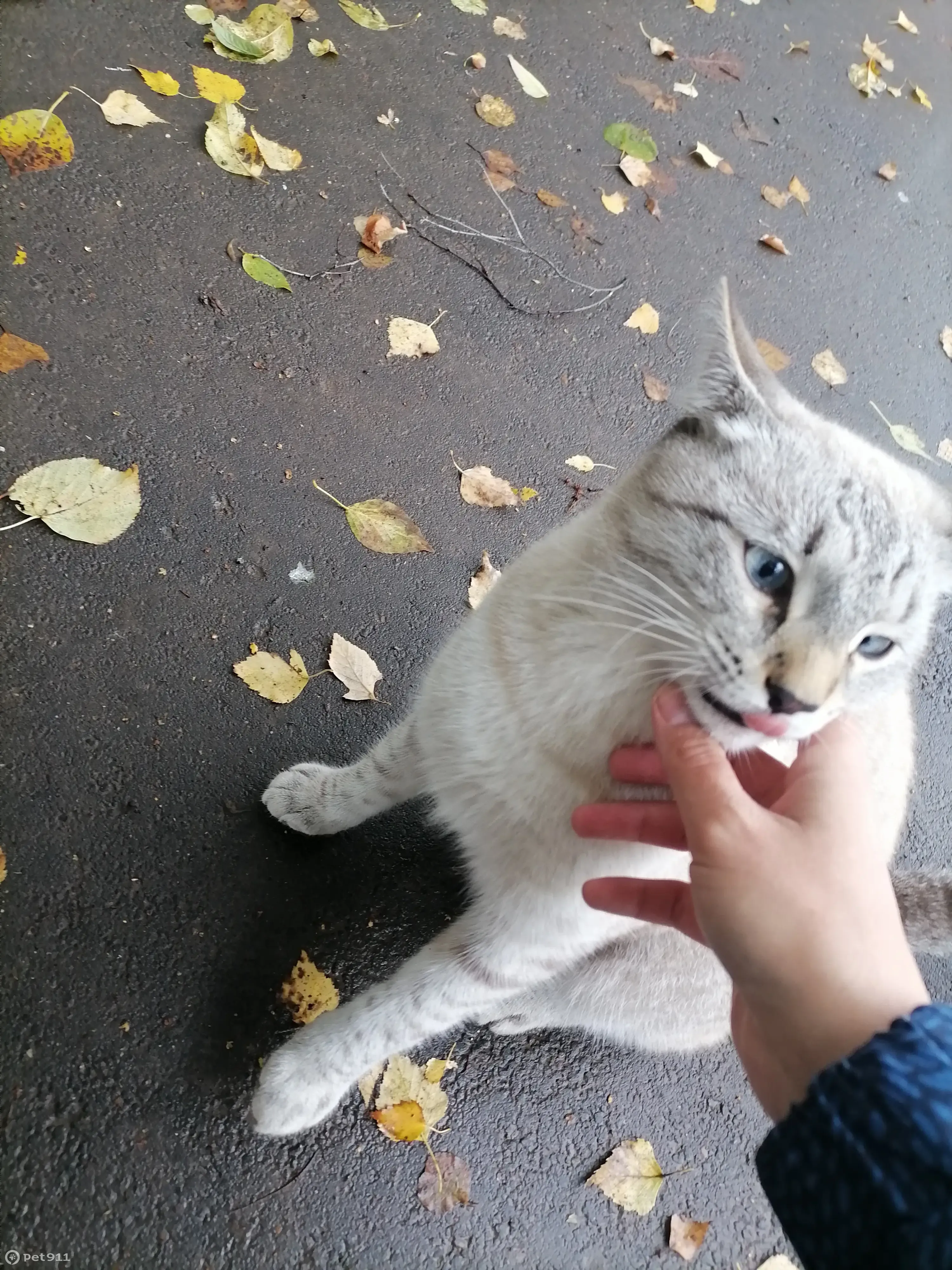 Кошка с голубыми глазками и косыми лапками найдена на ул. Гудованцева, 27,  Казань | Pet911.ru