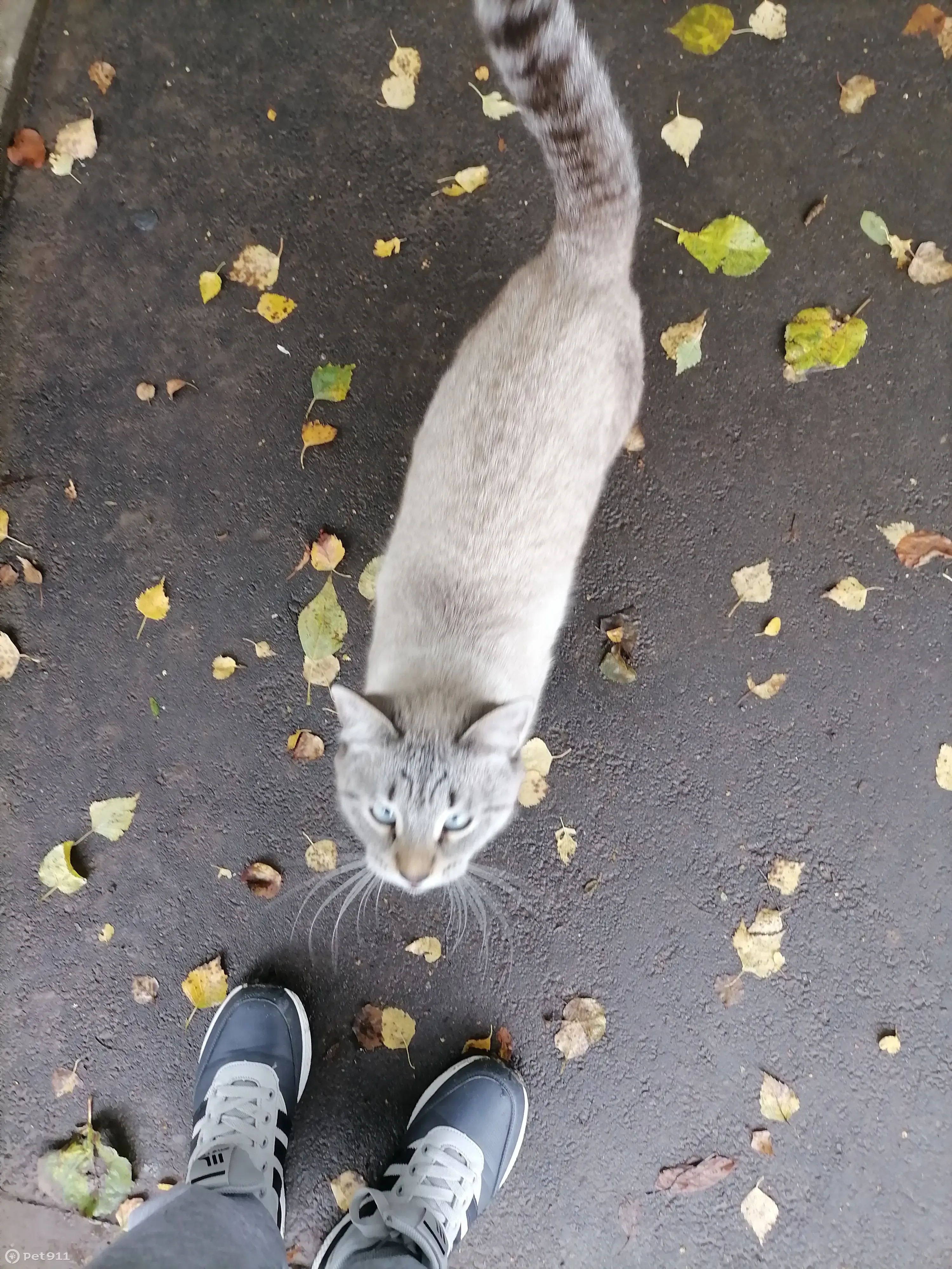 Кошка с голубыми глазками и косыми лапками найдена на ул. Гудованцева, 27,  Казань | Pet911.ru