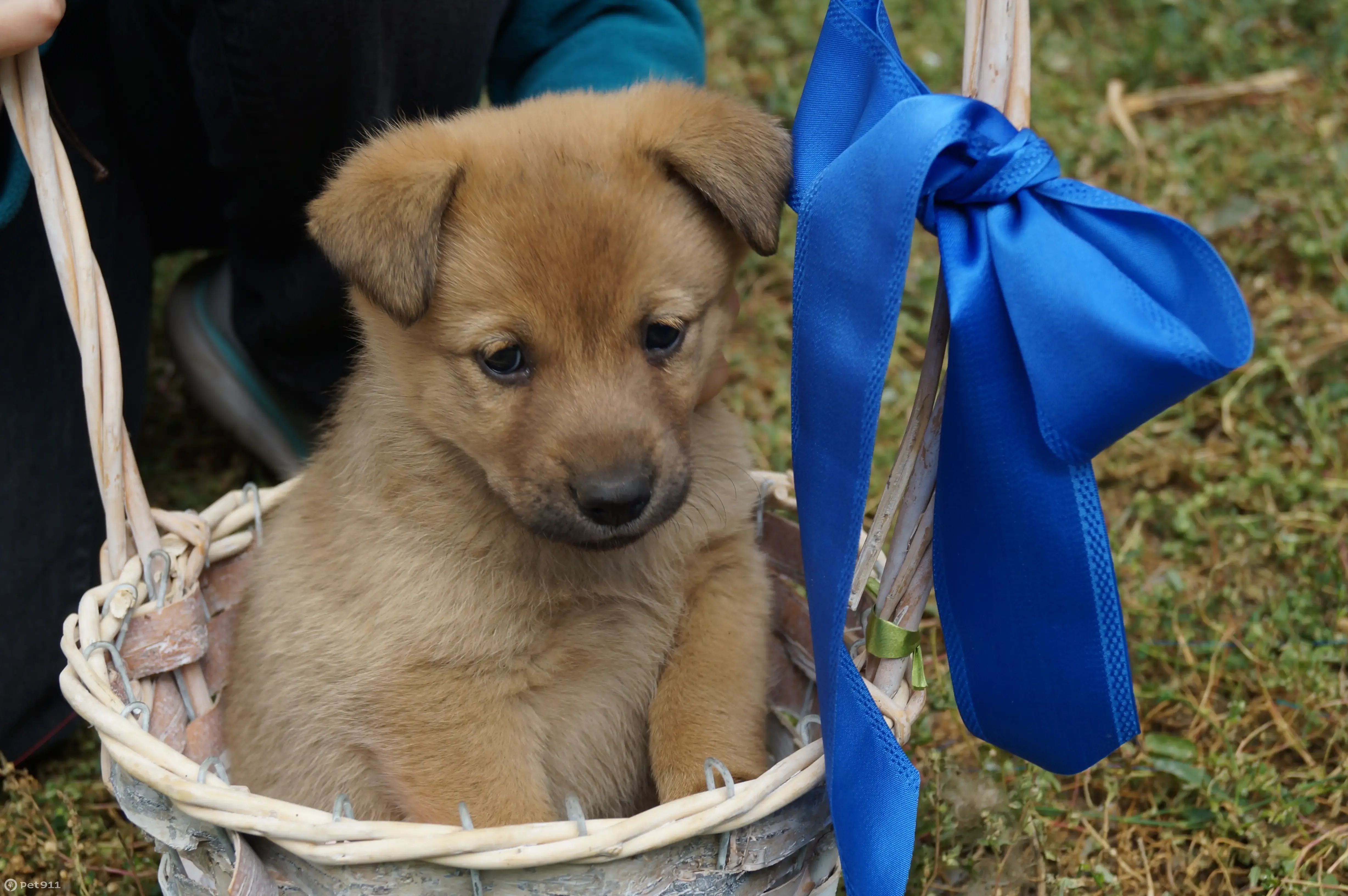 Собаки на улице требуют помощи! Оренбург, Тел. 254523 | Pet911.ru