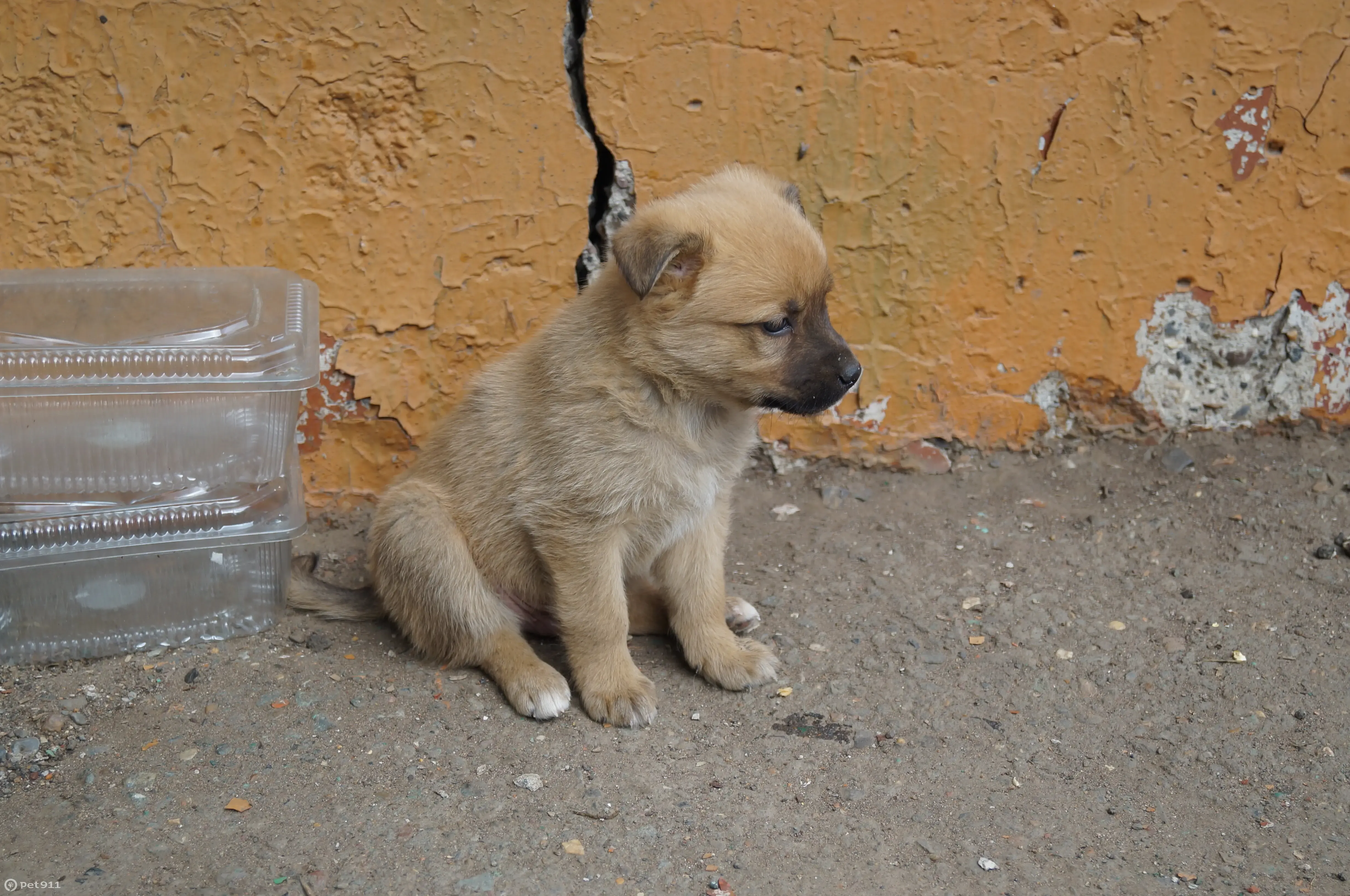 Собаки на улице требуют помощи! Оренбург, Тел. 254523 | Pet911.ru