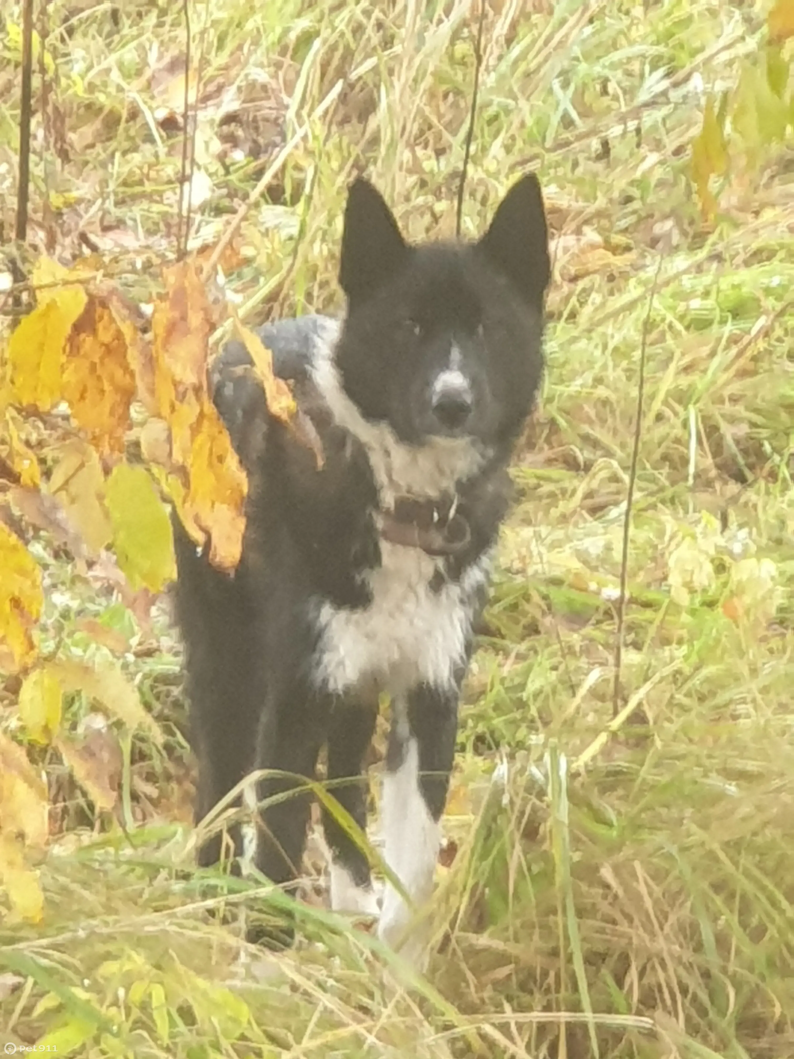 Найдена собака около СНТ Ивушка, Вихрево, Московская область | Pet911.ru