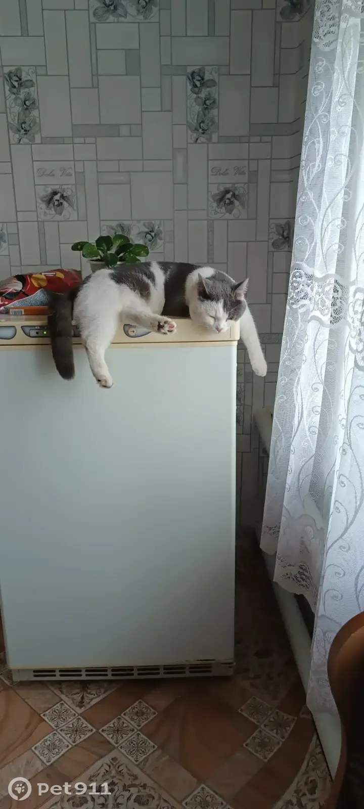 Пропал бело-серый кот, Вольск - photo