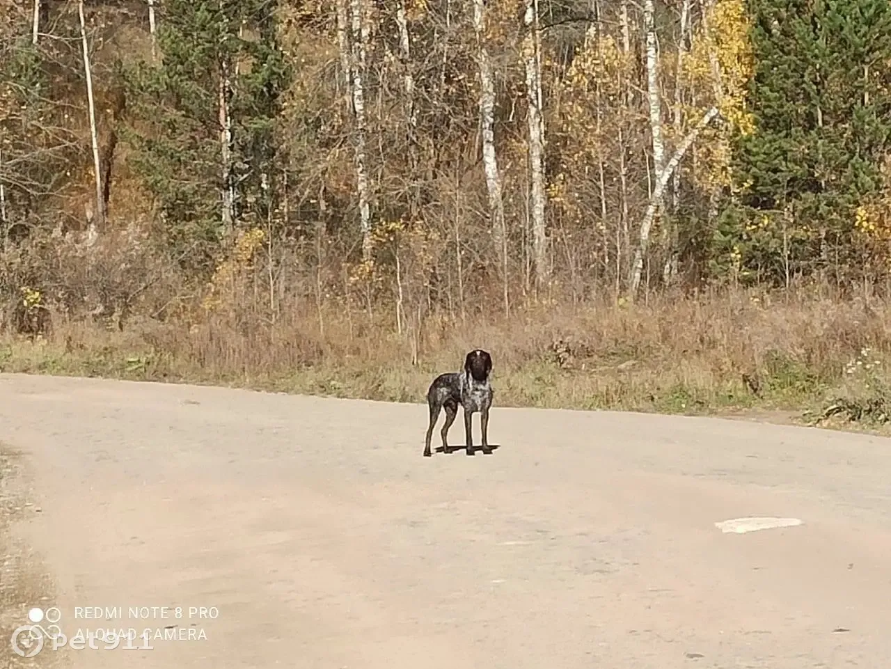 Найдена собака на дороге Никольское-Алтайское, ищем хозяина! Улица  Шевченко, Барнаул | Pet911.ru