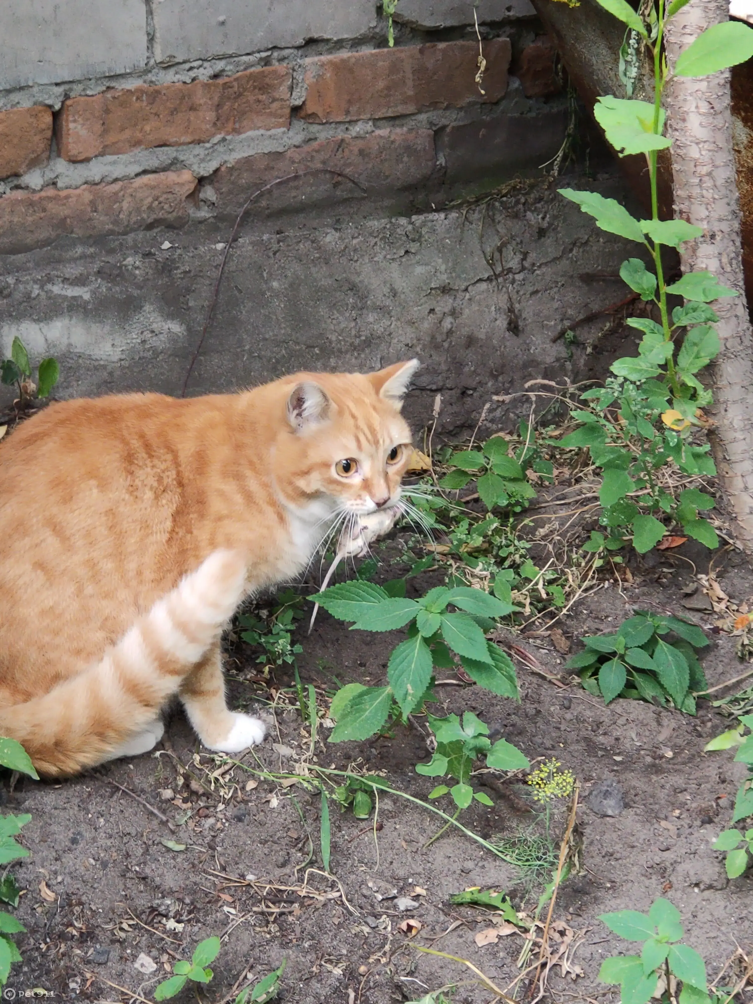 Пропал кот Мася, Центральный район, Прудской пер., Барнаул | Pet911.ru