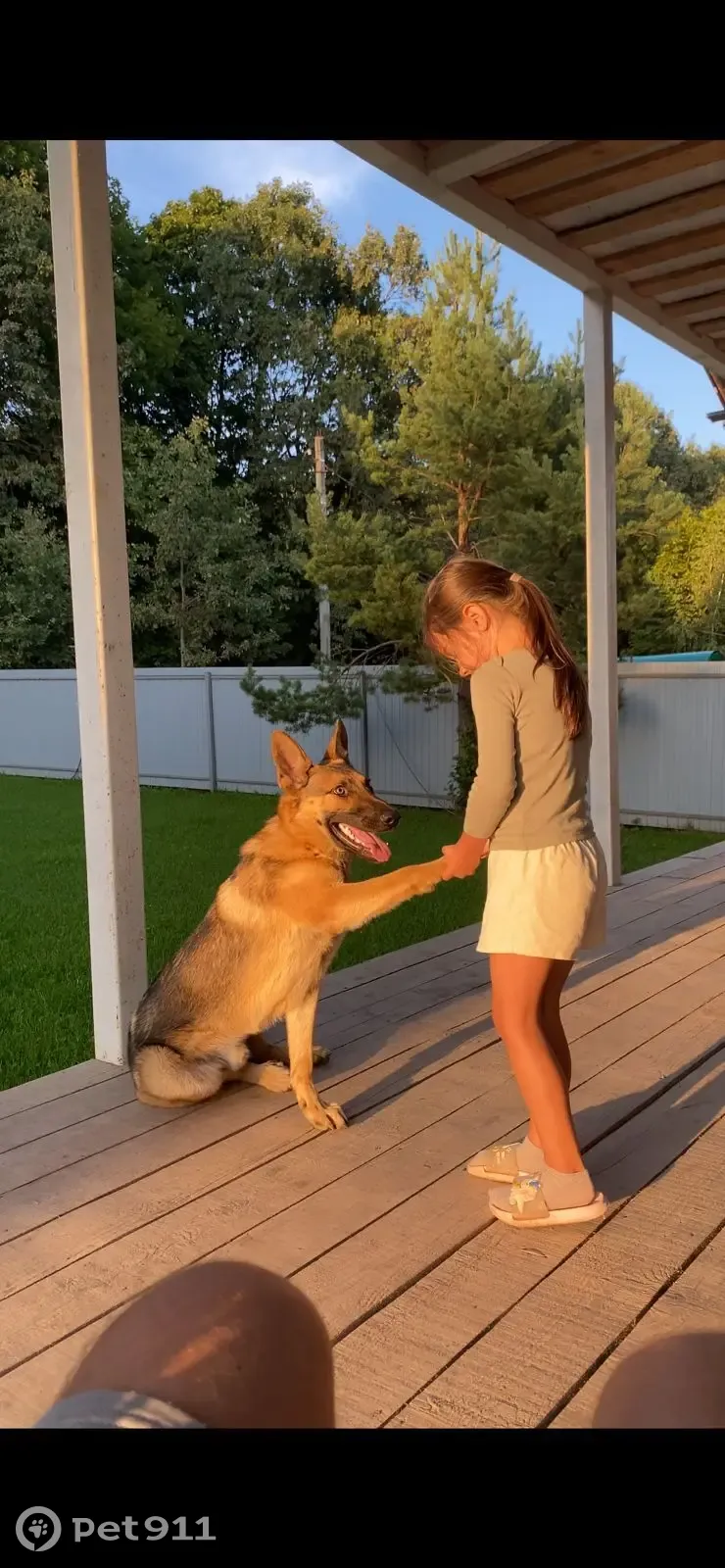 Пропала собака Сэм, 1 год, с раной. Награда! Тульская обл. | Pet911.ru