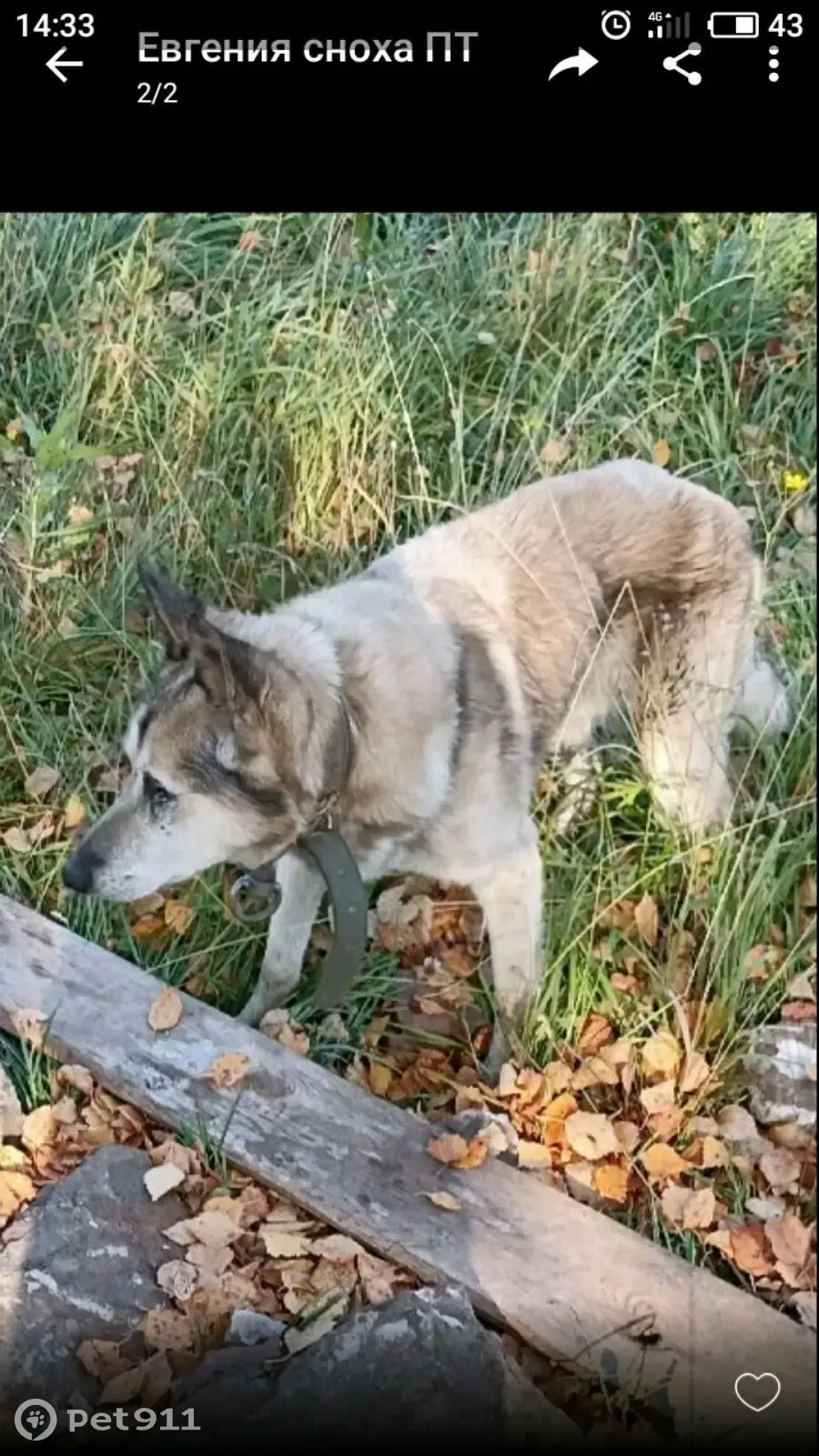 Пропала собака Мухтар, ул. Пискунова, Нижний Новгород | Pet911.ru