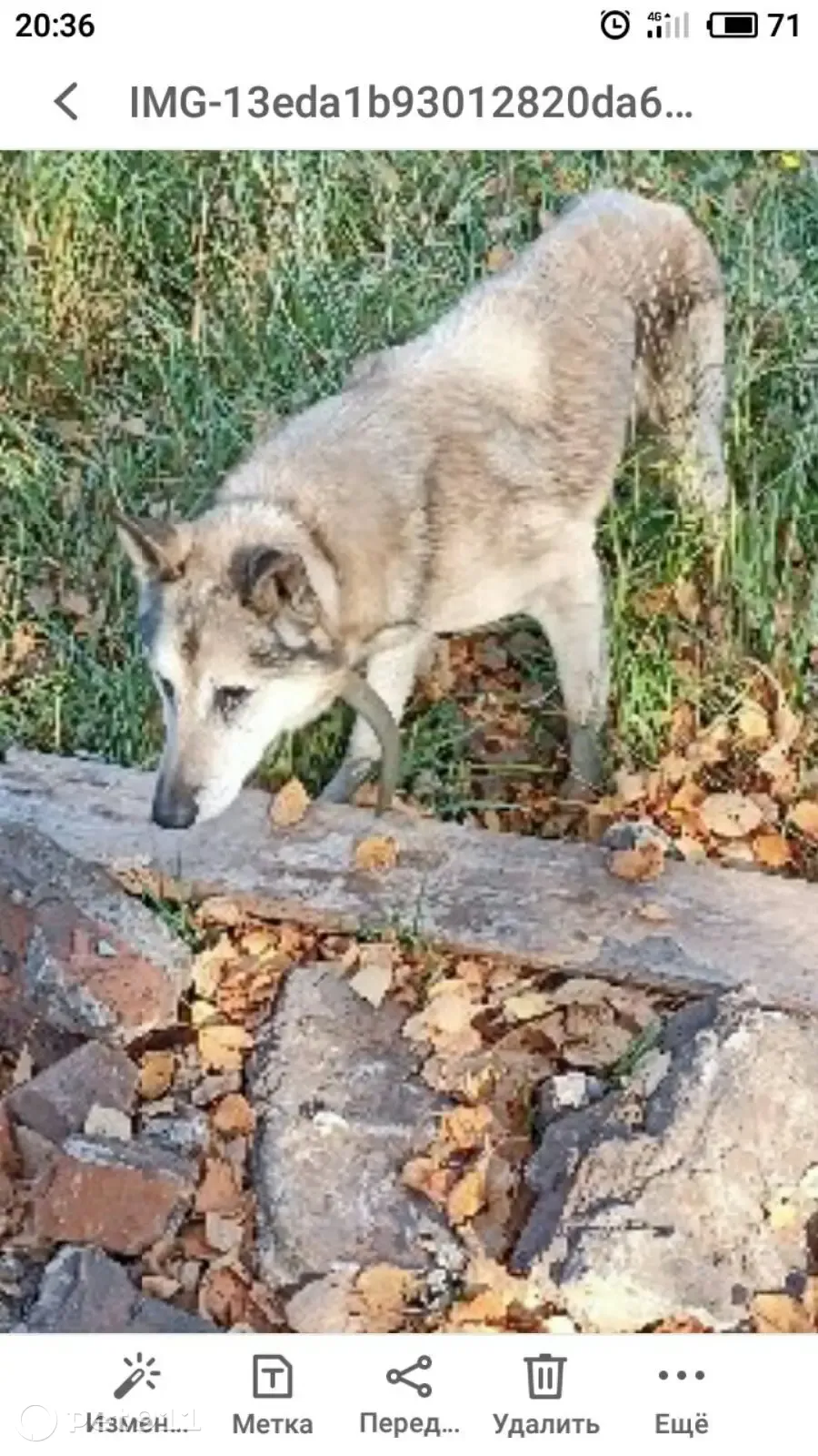 Пропала собака Мухтар, ул. Пискунова, Нижний Новгород | Pet911.ru