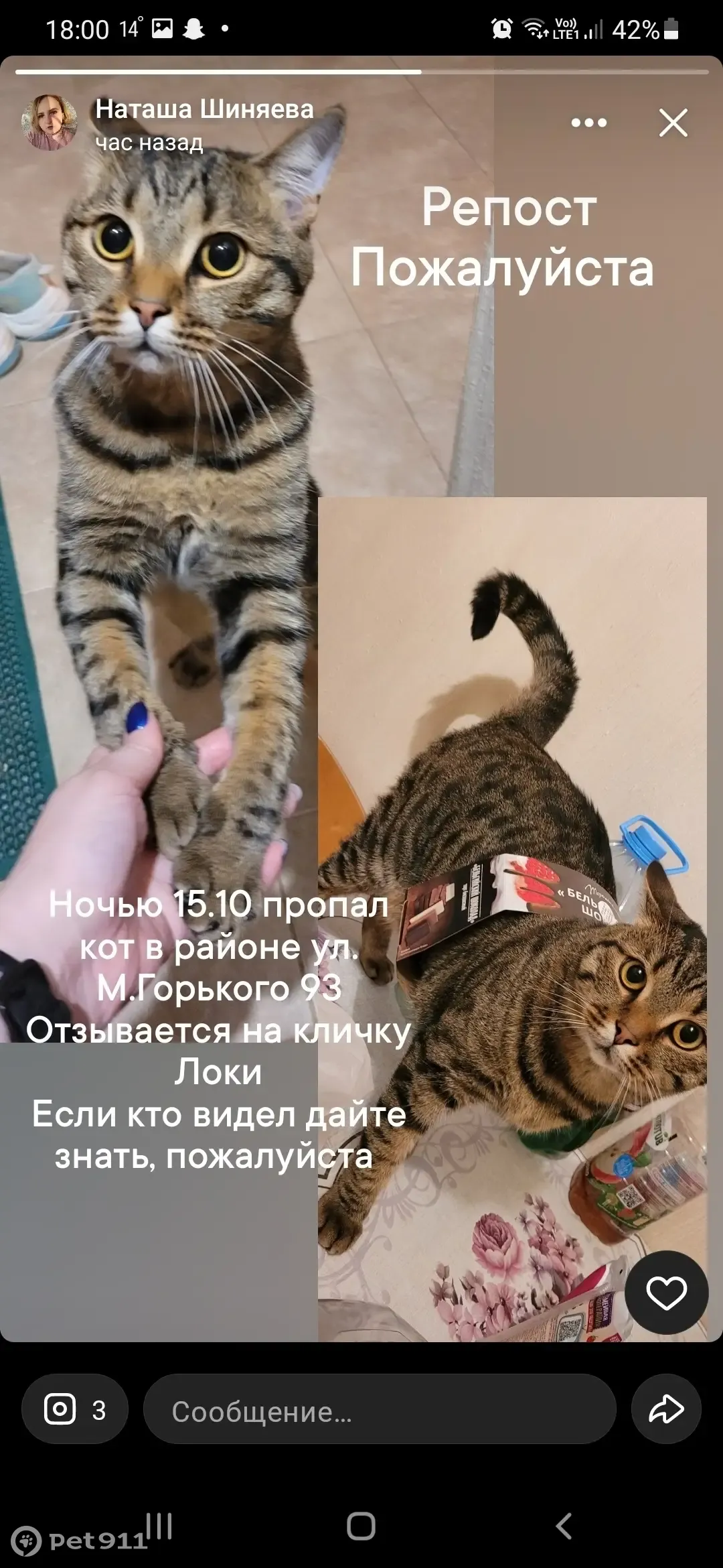 Пропала кошка Кот, адрес: М. Горького 132, Тамбов | Pet911.ru