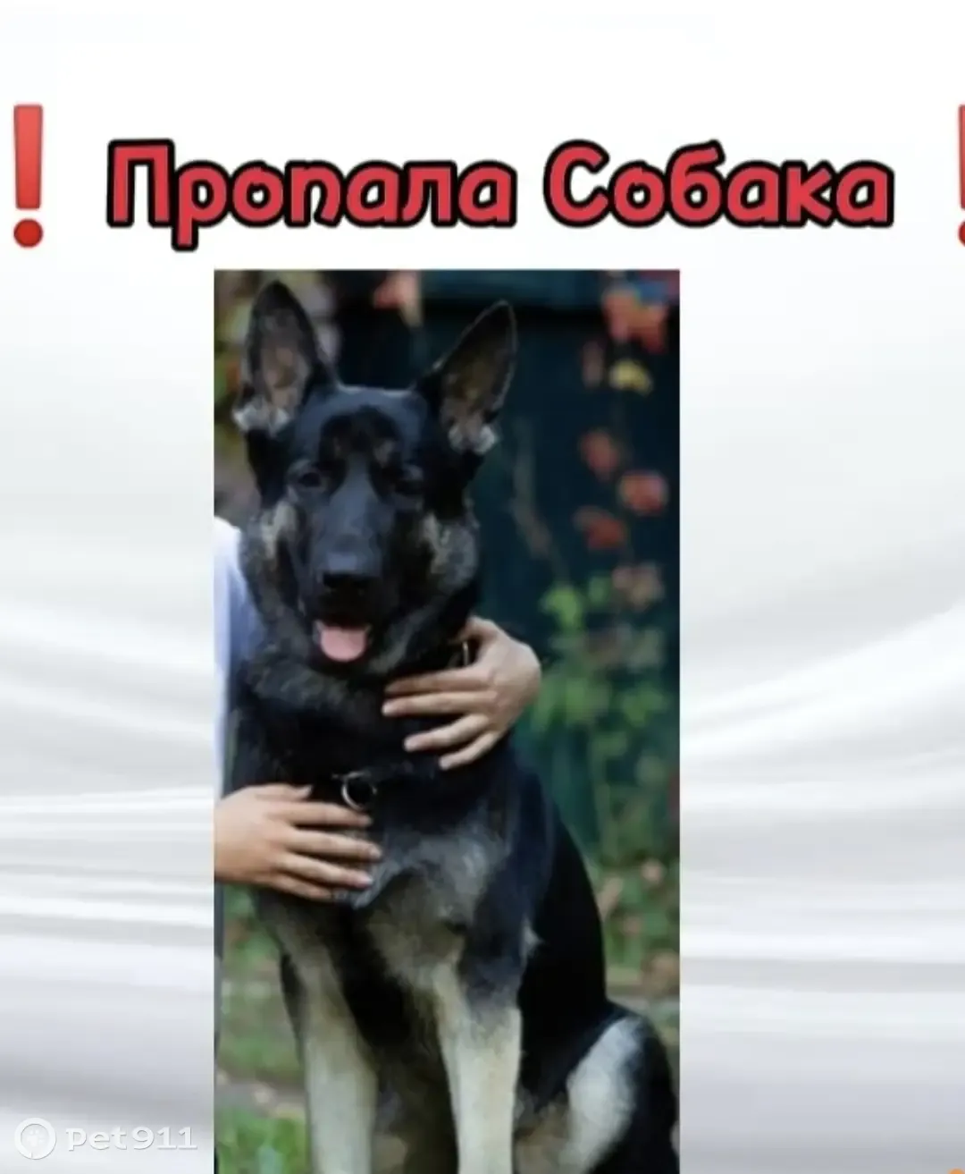 Пропала собака в Мичуринске, Тамбовская область | Pet911.ru