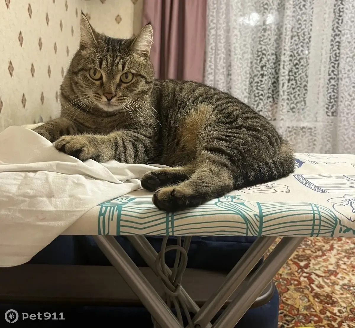 Пропал Кот Степан! Ул. Бирюзова, 1 к7, Рязань | Pet911.ru