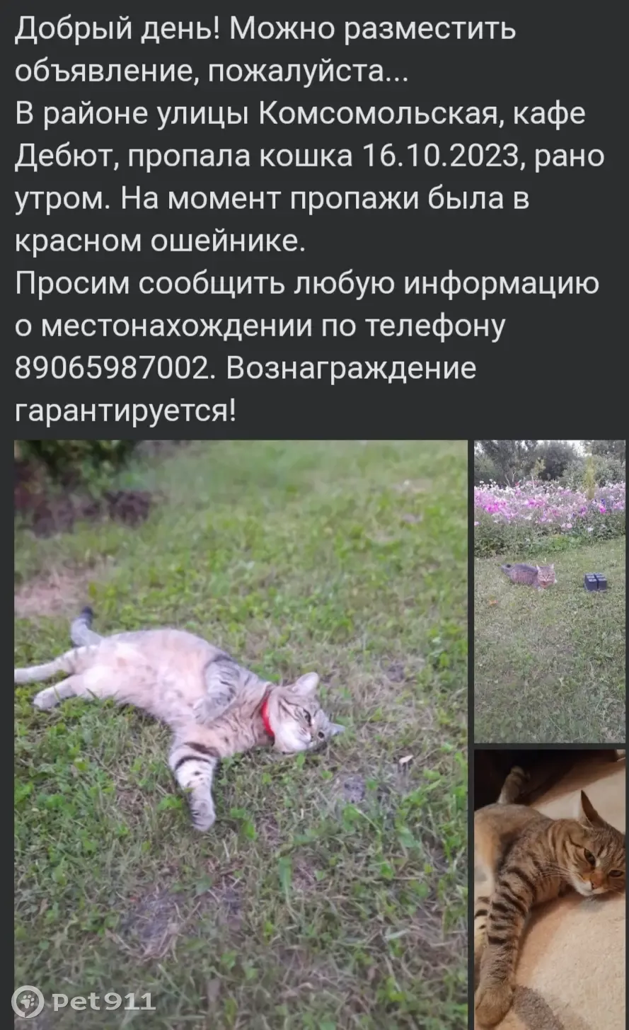 Пропала кошка на Комсомольской, 16, Тамбов | Pet911.ru