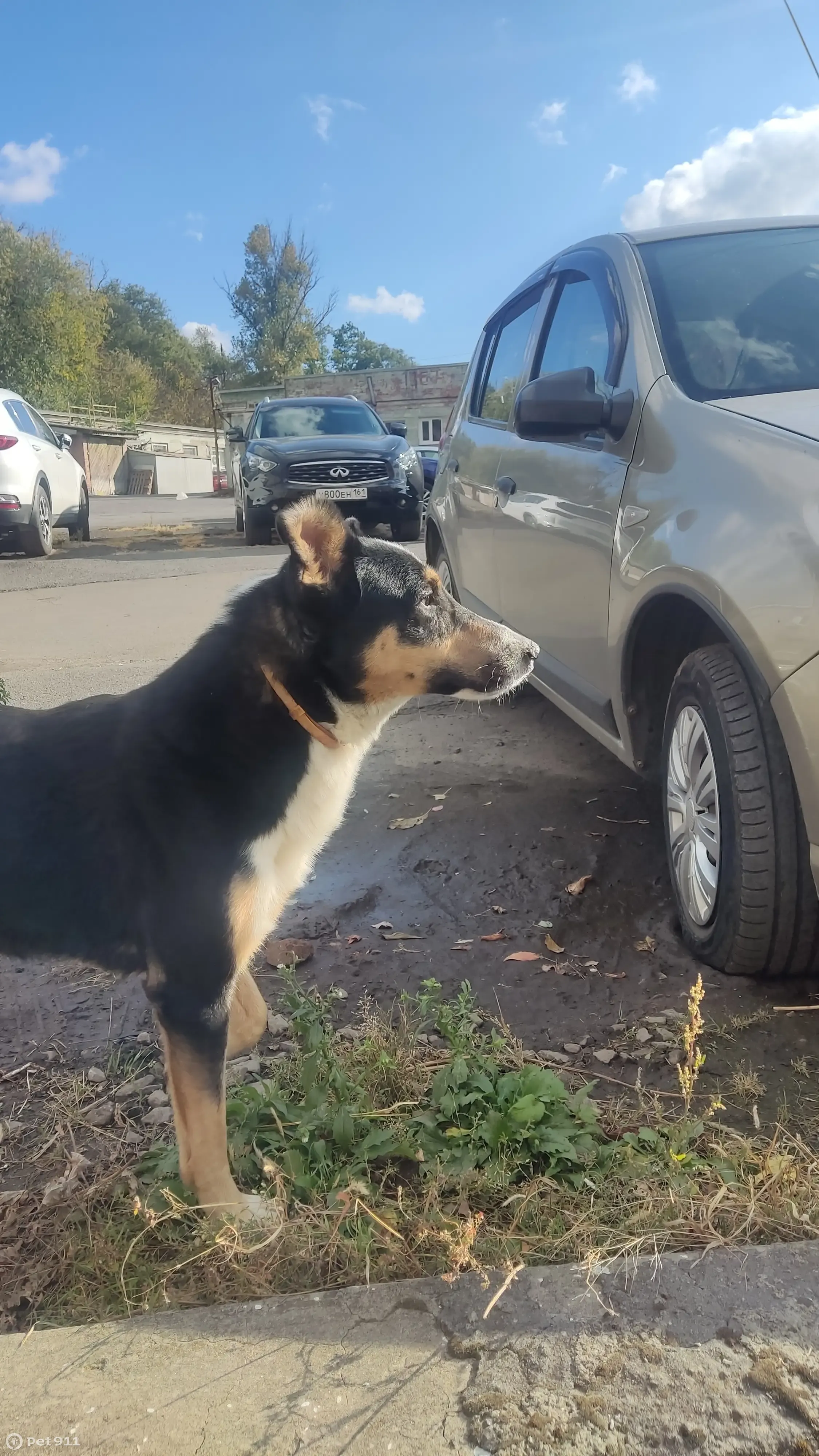 Собака Пёс с ошейником на ул. Черевичкина, 103, Ростов | Pet911.ru