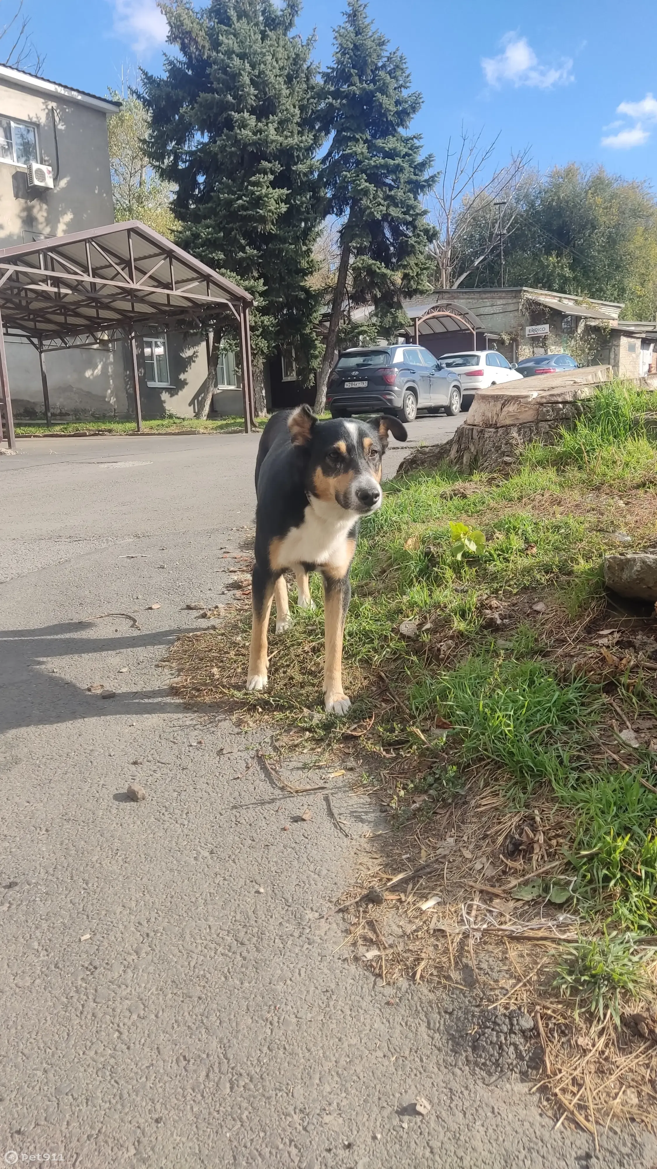 Собака Пёс с ошейником на ул. Черевичкина, 103, Ростов | Pet911.ru