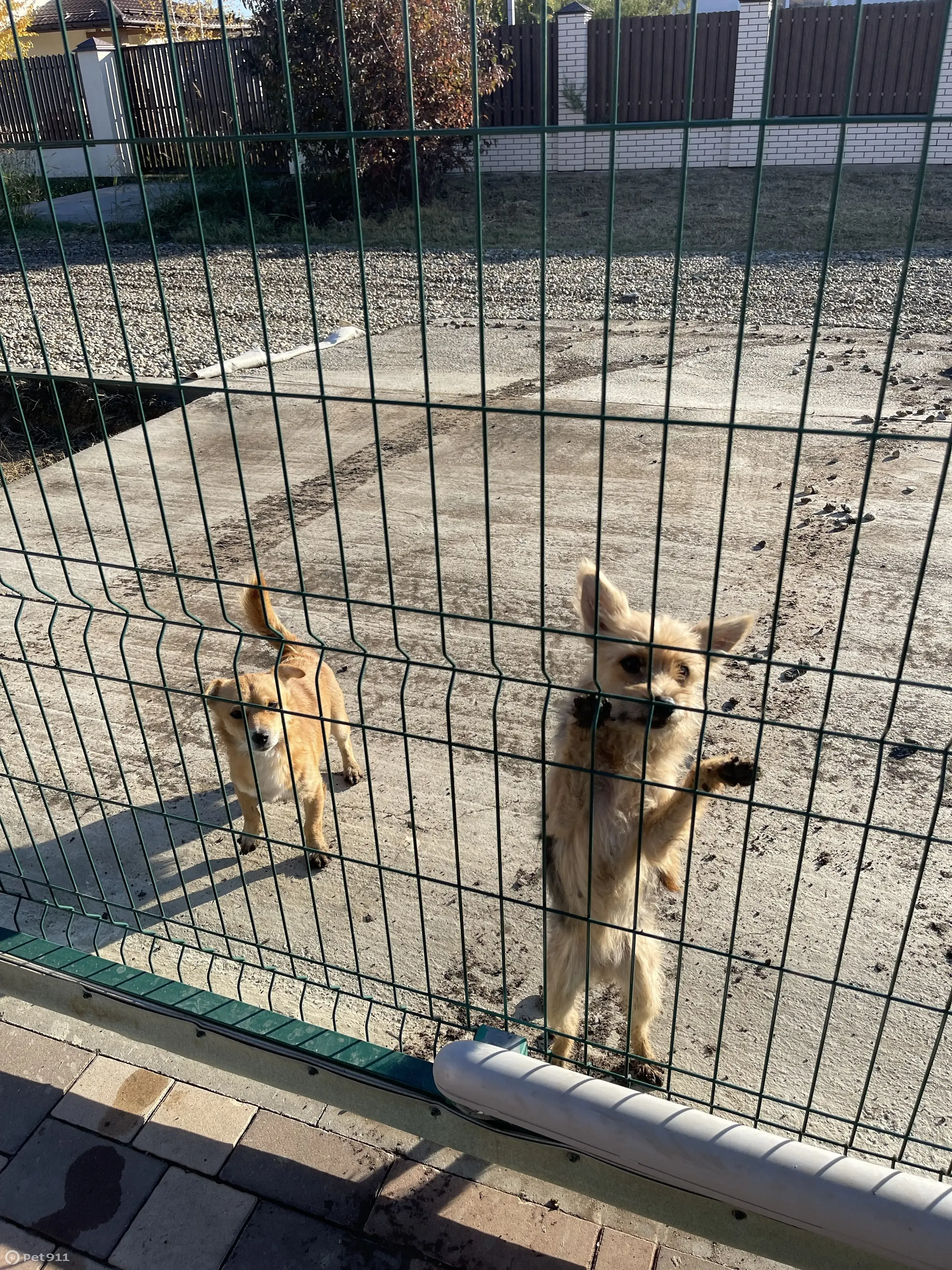 Собака и девочка ищут дом, Новотитаровская, Краснодарский край | Pet911.ru