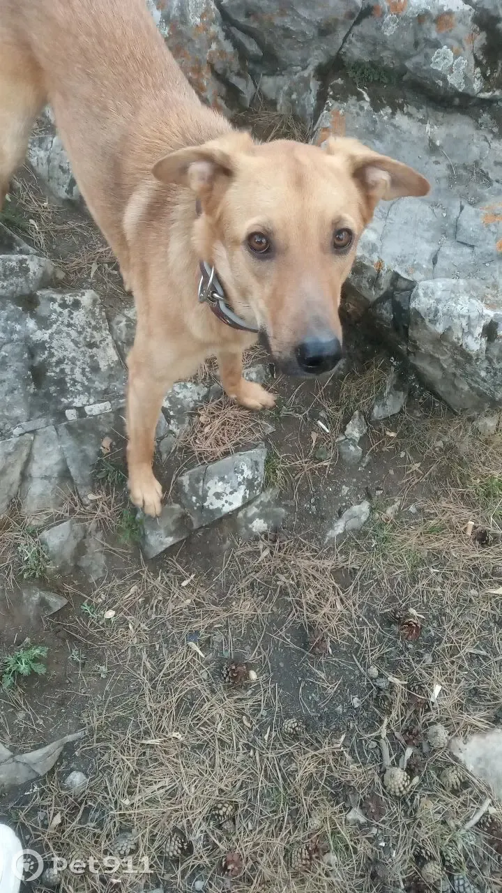 Пропала собака на Московской ул., Каменск-Уральский | Pet911.ru