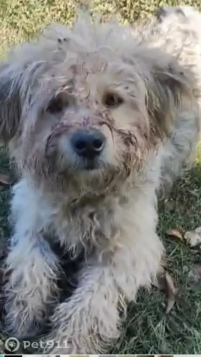 Собака Кобель найдена на Пролетарской ул., Новосельское - photo