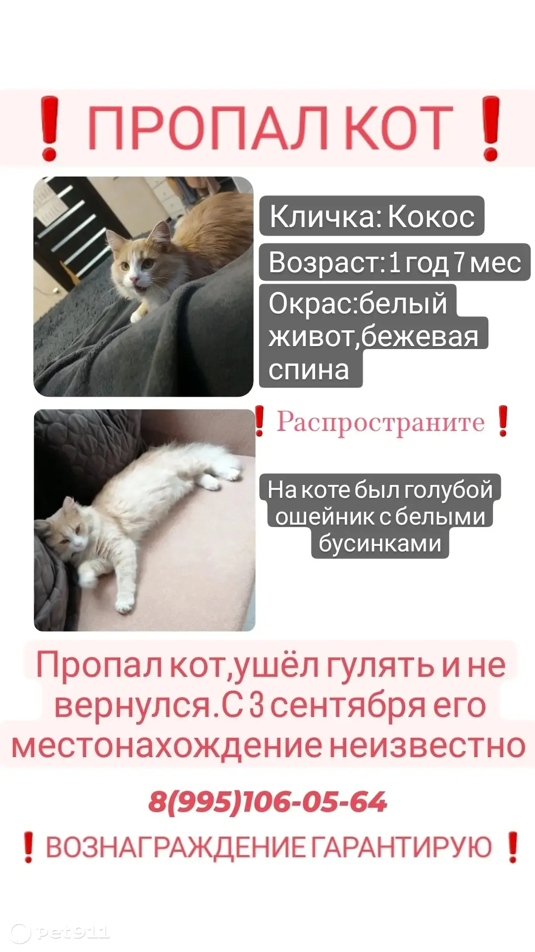 Пропала кошка Кокос, Кузнечная ул., Ковров | Pet911.ru