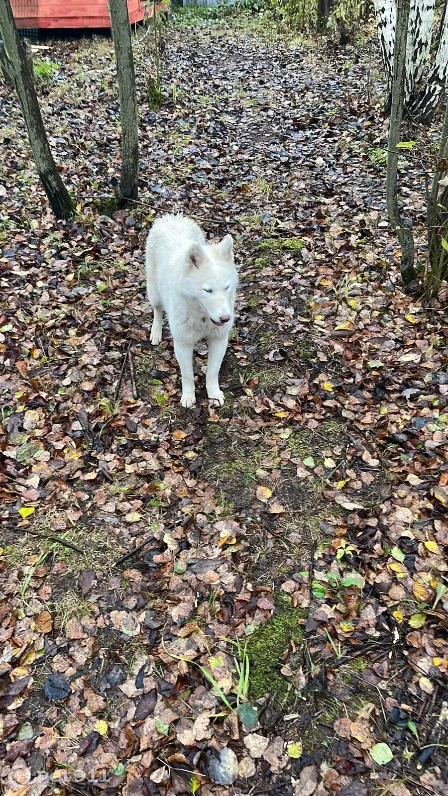 Помощь видное