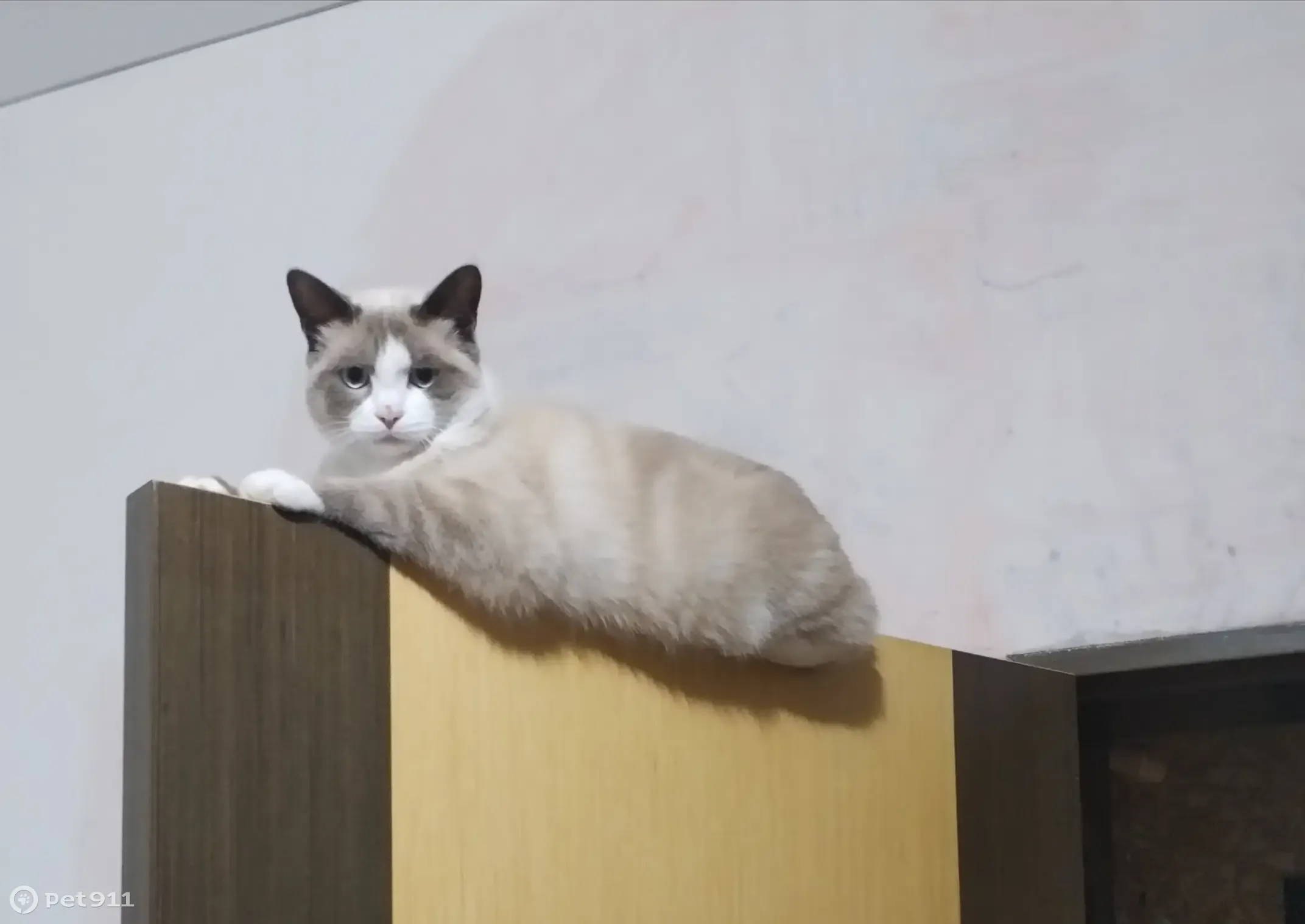 Пропала кошка Персик, ул. Нестерова, Елизово - photo