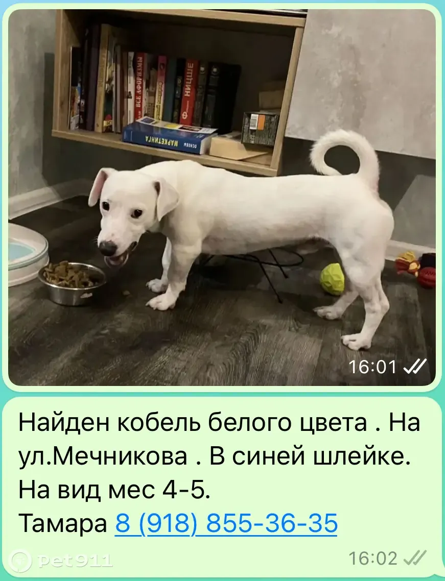 Собака Мальчишка, ул. Мечникова, 75А, Ростов | Pet911.ru