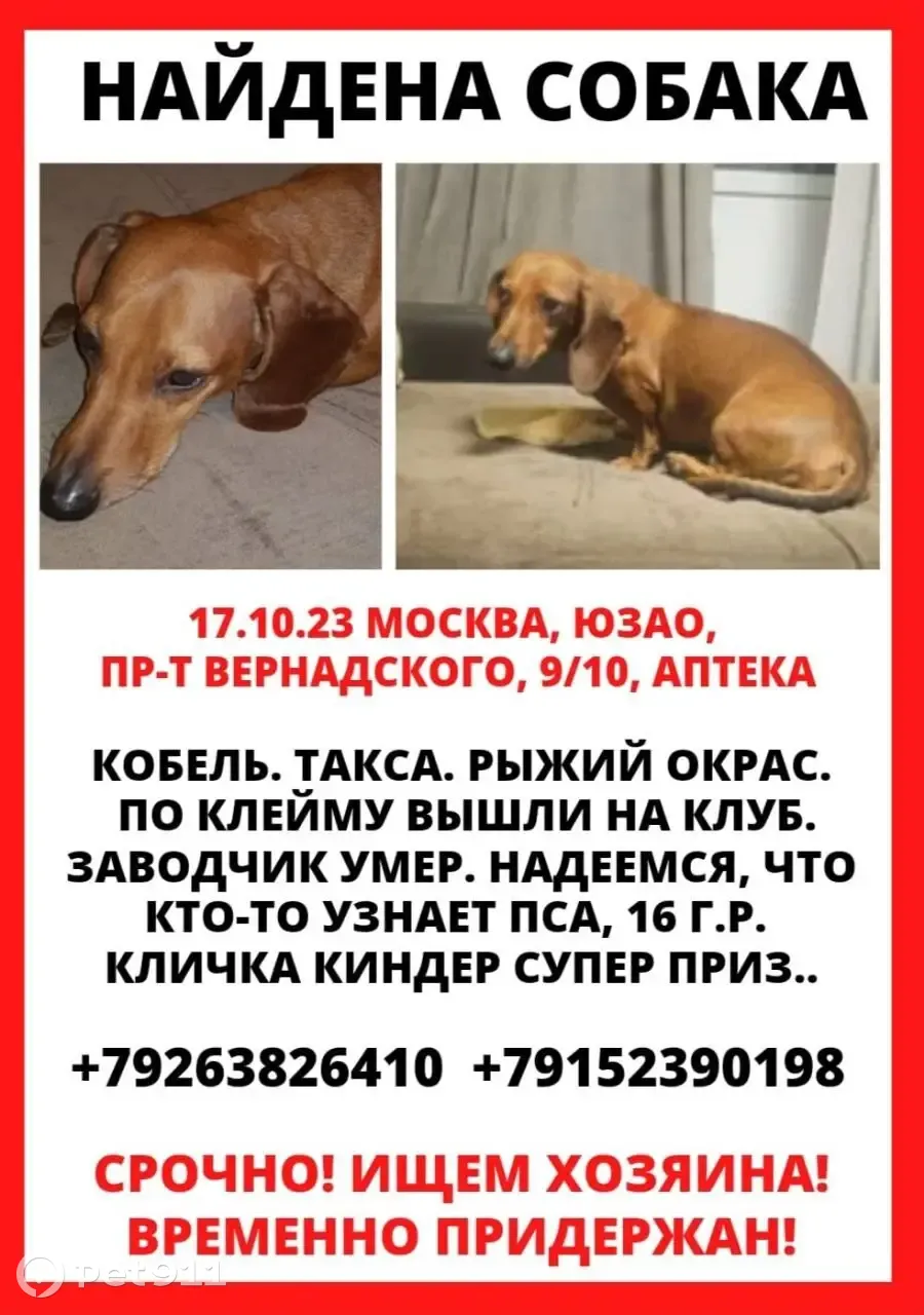 Собака найдена на пр. Вернадского, Москва | Pet911.ru