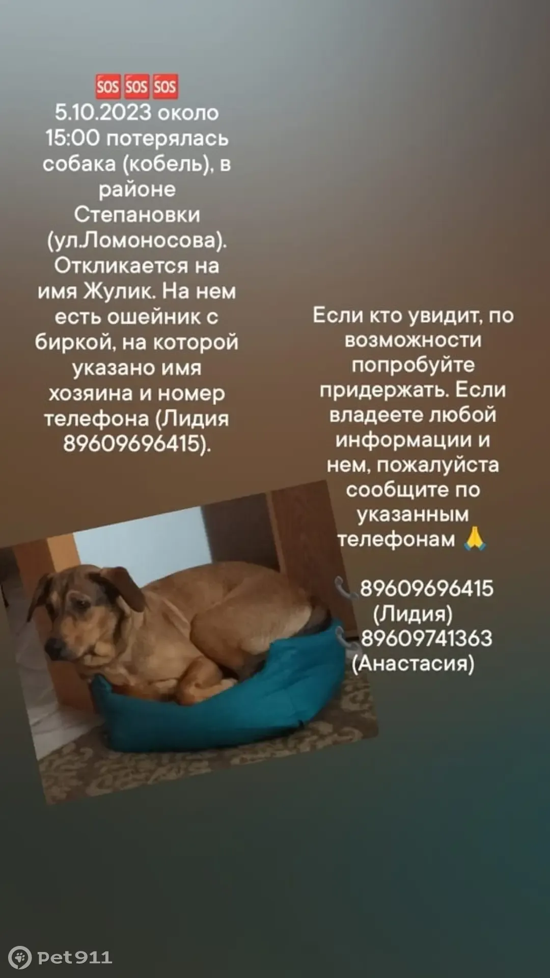 Пропала собака Жулик, ул. Ломоносова, 36, Томск | Pet911.ru