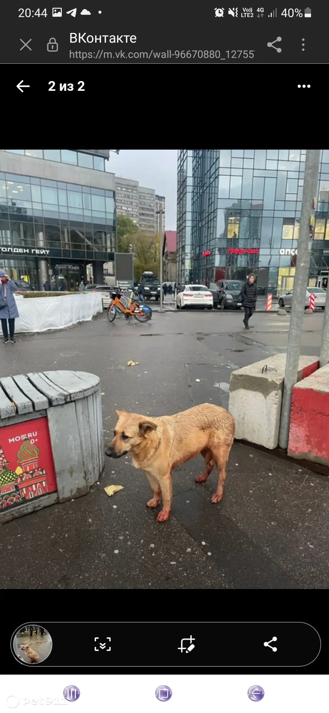 Пропала собака, метро Римская, раненная, ищут помощь | Pet911.ru