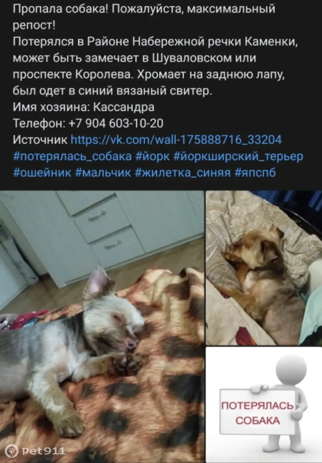 Пропала собака на Набережной руки каменки или пр. Королева, СПб | Pet911.ru