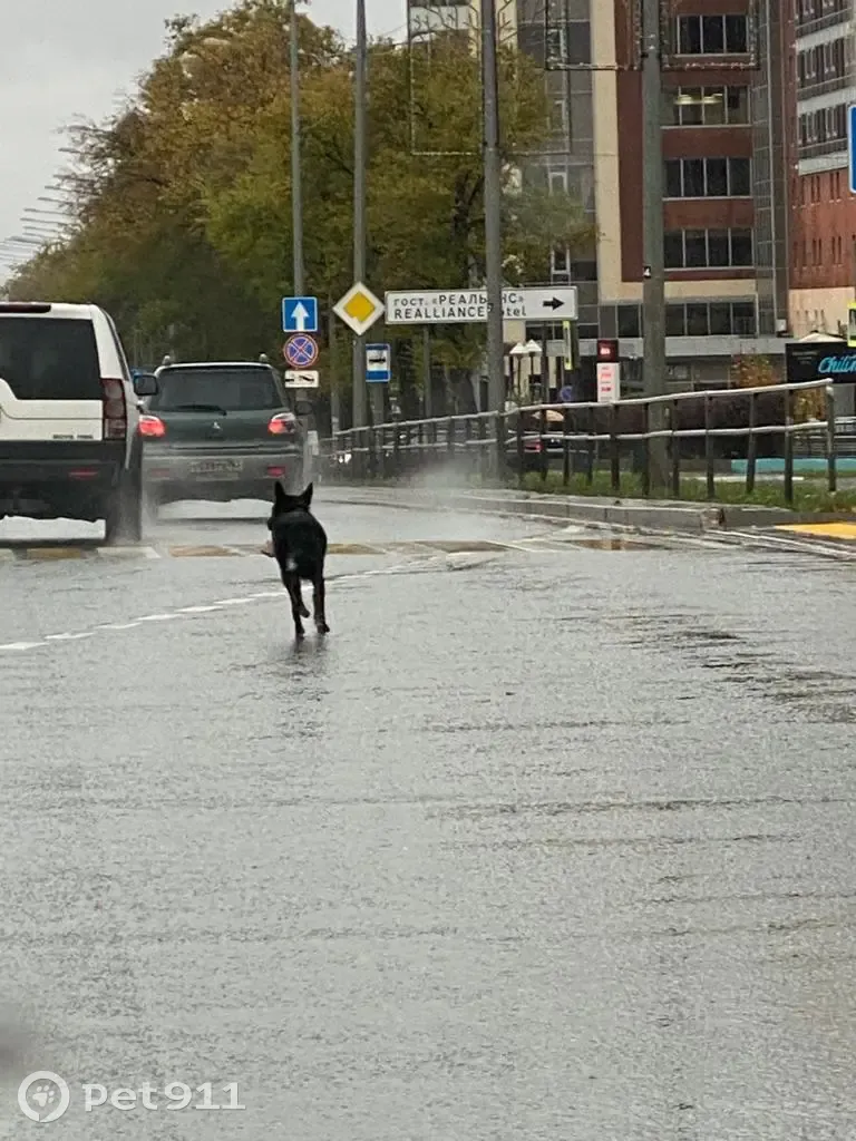 Собака в ошейнике на ул. Ново-Садовая, Самара | Pet911.ru