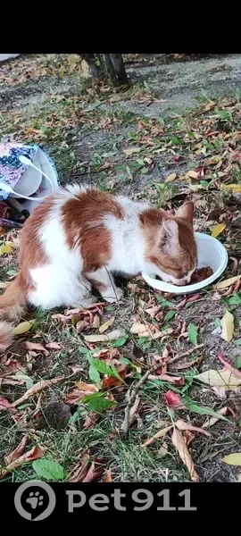 Пропала кошка в Ярославле, ул. Бабича, 11 - photo