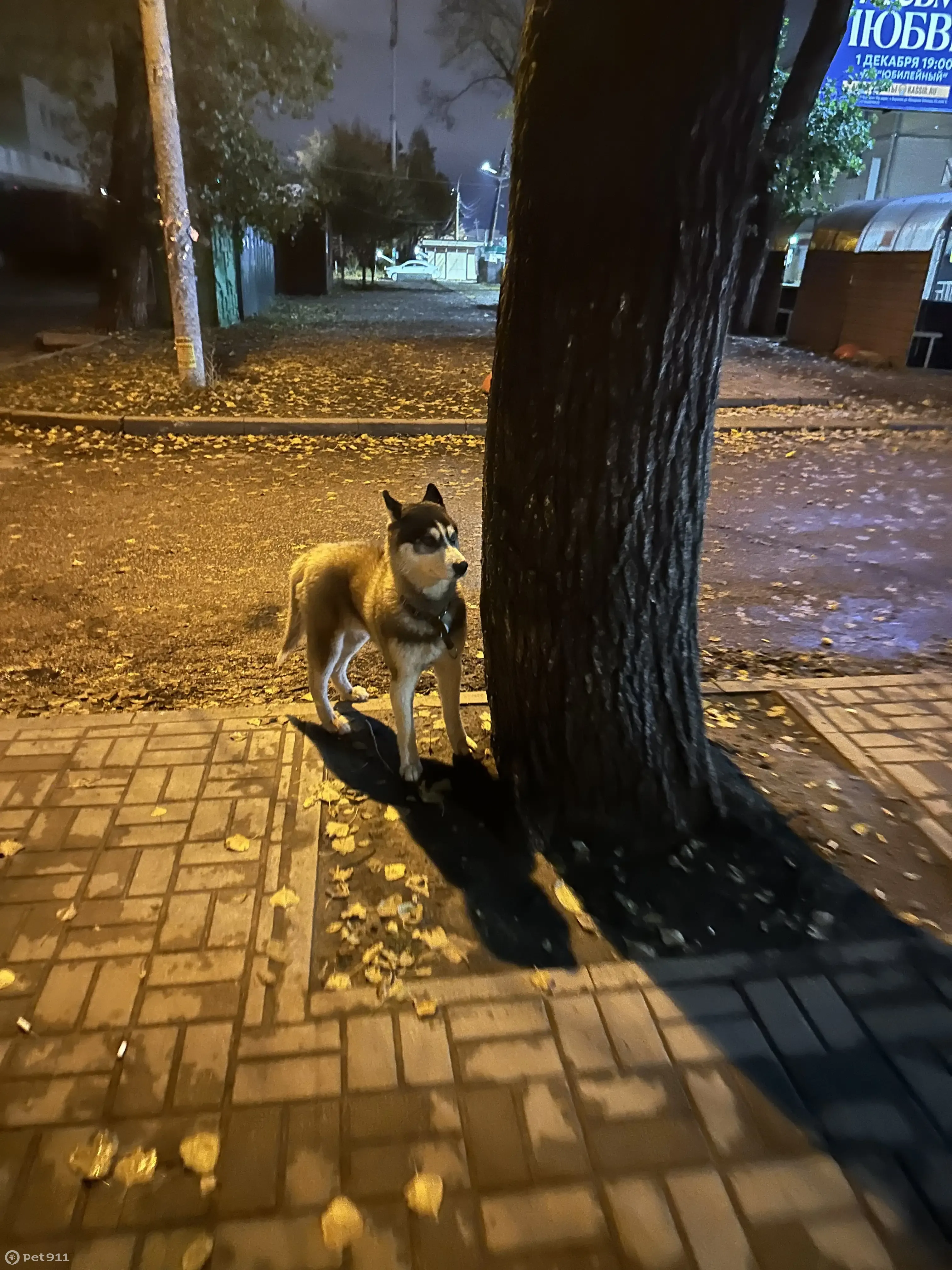 Собака с ошейником бегает возле хинкальной, ул. Моисеева, 3, Воронеж |  Pet911.ru