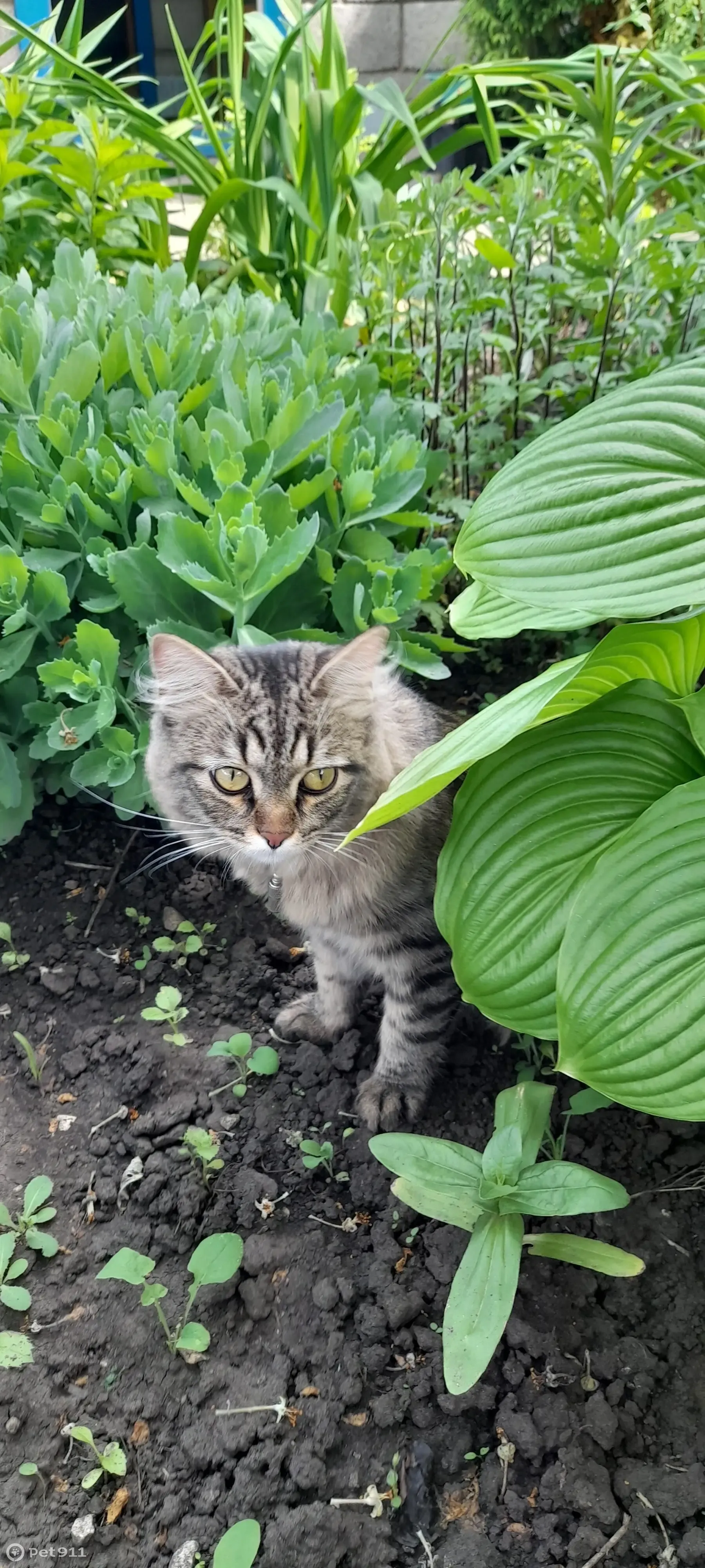 Пропала кошка КЕКС. Бульвар Космонавтов, Тольятти | Pet911.ru