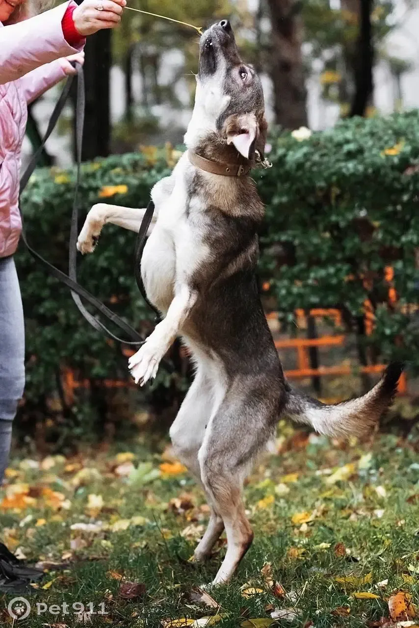 Ищется дом для дружелюбной собаки Аси, Алтуфьевское шоссе | Pet911.ru