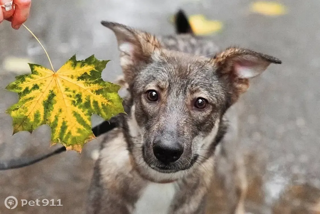 Ищется дом для дружелюбной собаки Аси, Алтуфьевское шоссе | Pet911.ru