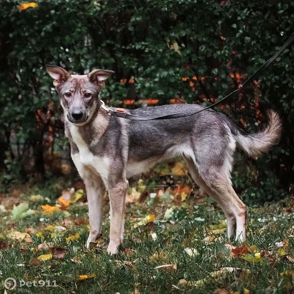 Ищется дом для дружелюбной собаки Аси, Алтуфьевское шоссе | Pet911.ru