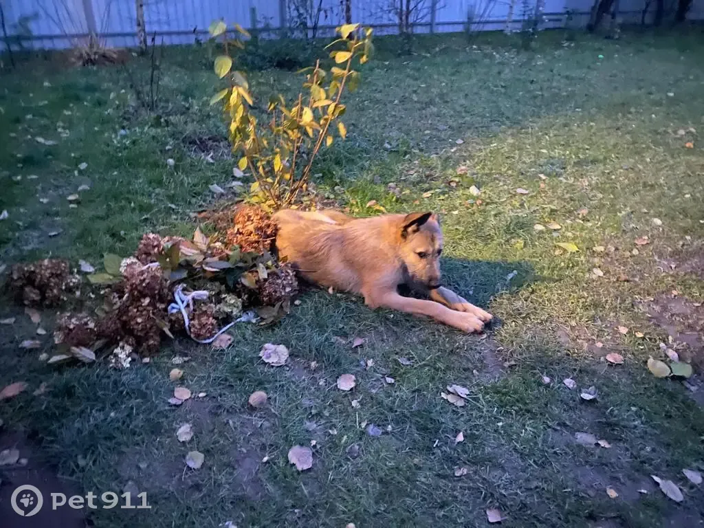 Найден пёс, ищет дом. Пл. Ленина, Тула. | Pet911.ru