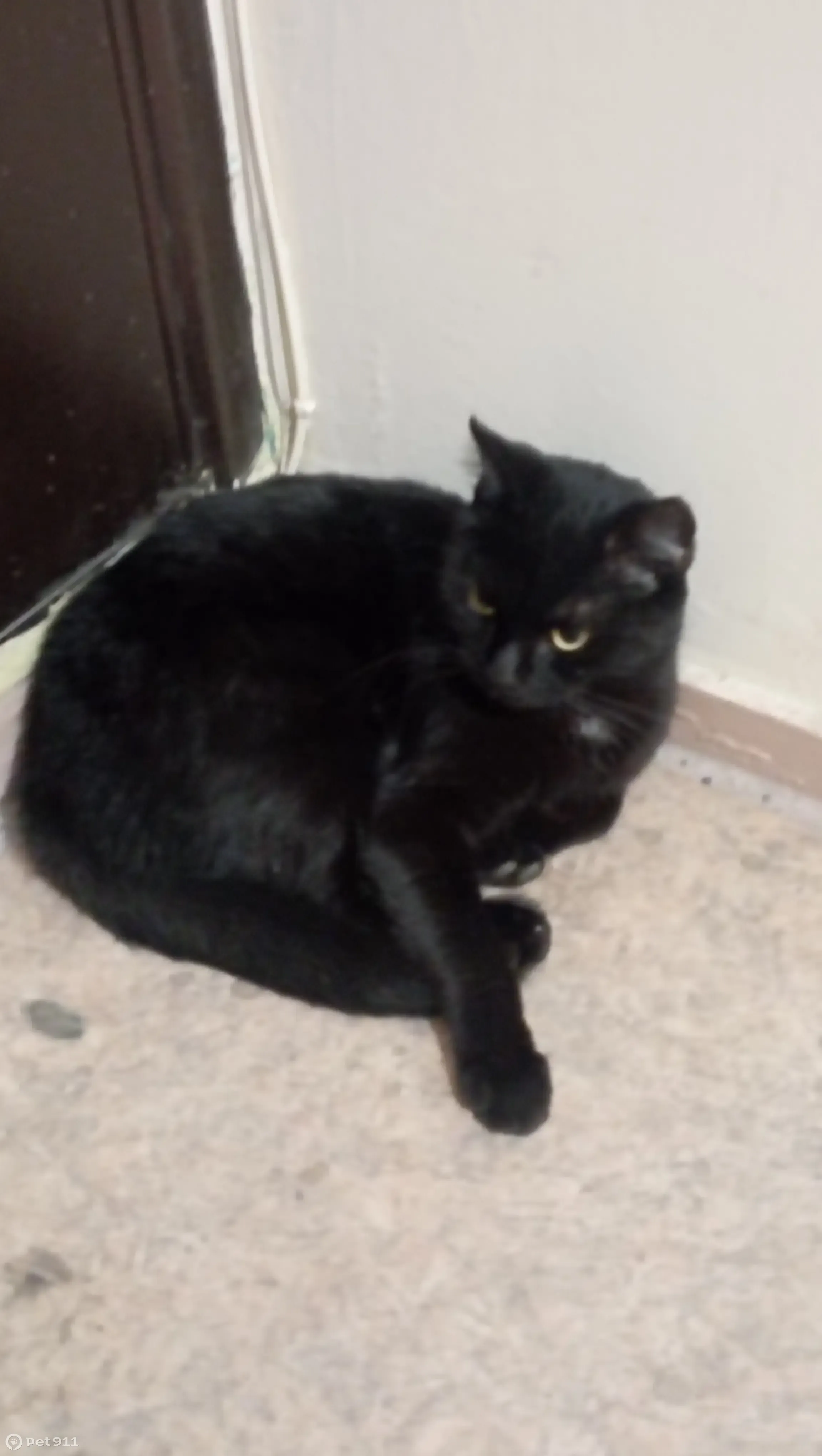 Найден чёрный кот, Сибирская 116, Томск | Pet911.ru