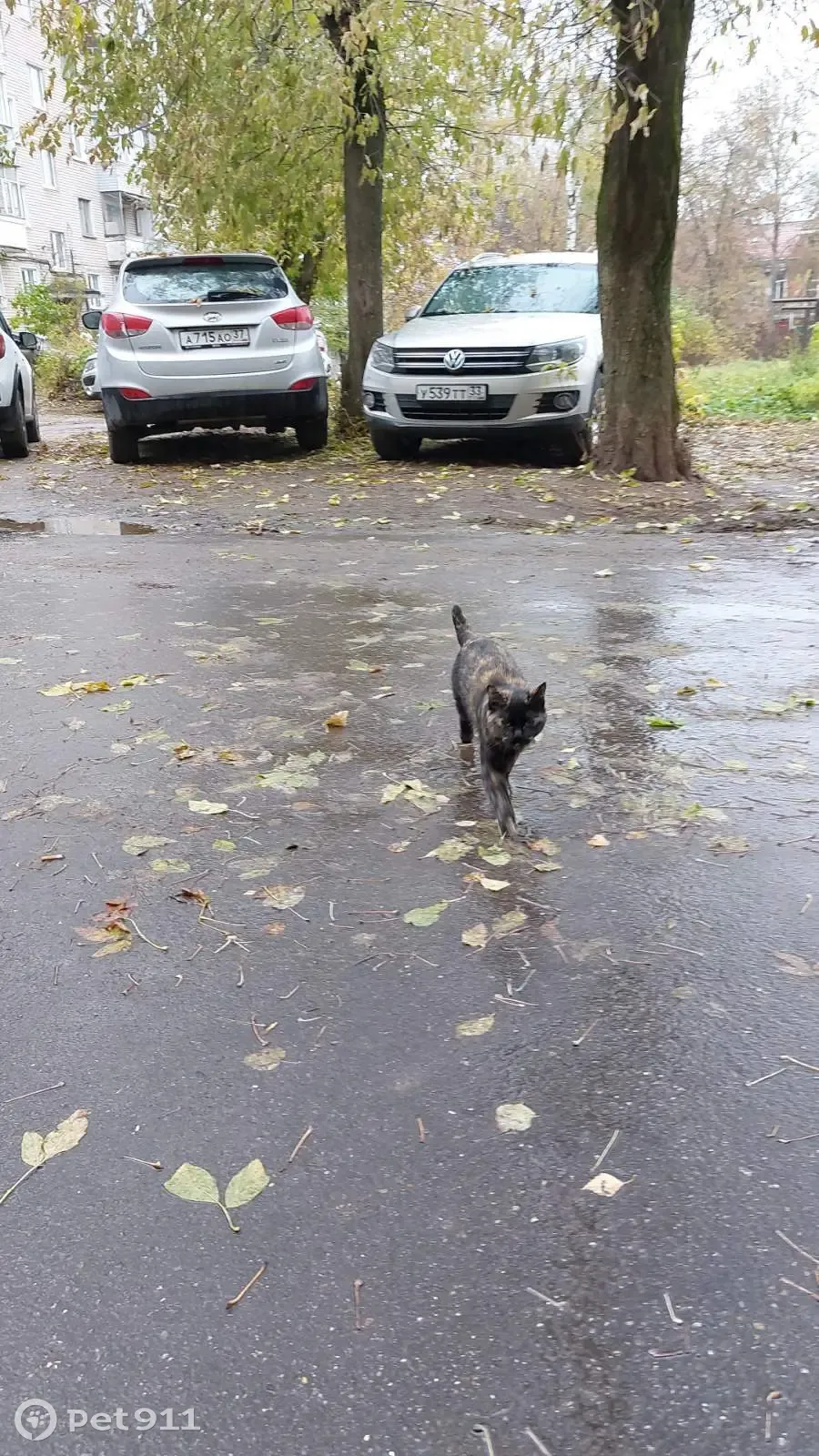 Найдена трехцветная кошка на ул. 10 Августа, Иваново | Pet911.ru