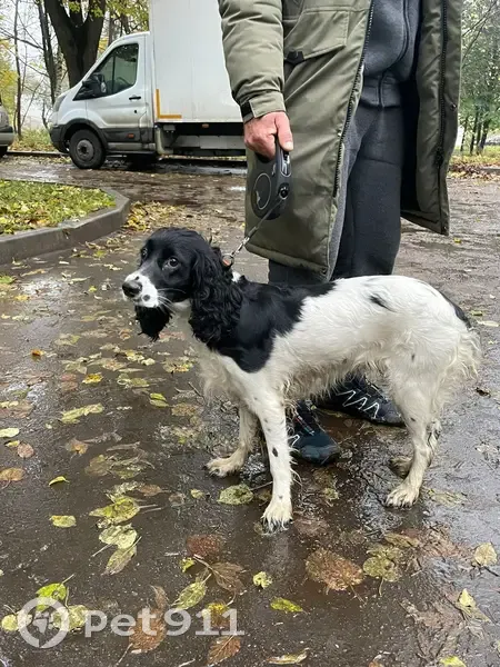 Пропала собака Русский охотничий спаниель, Московская область | Pet911.ru