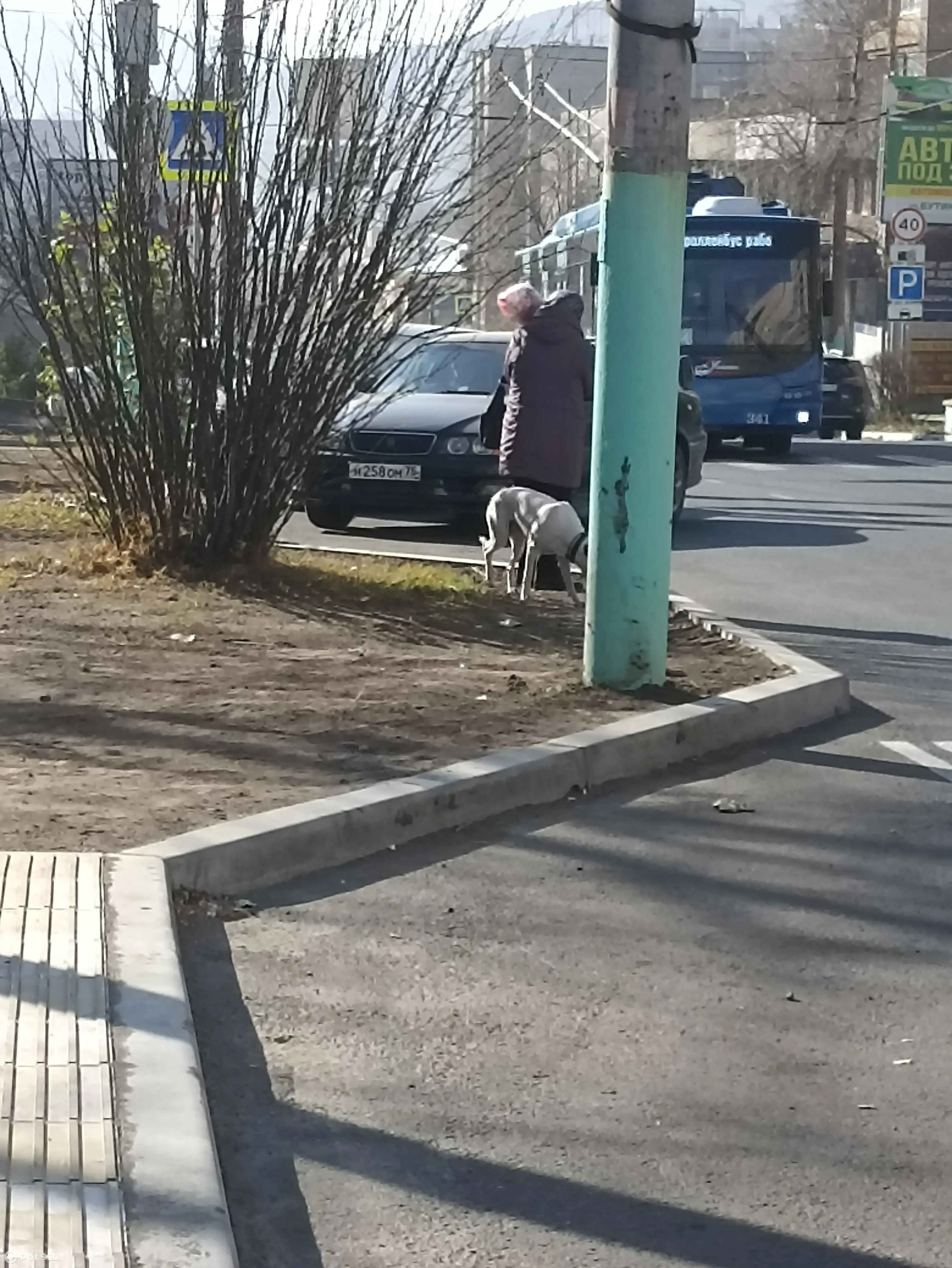 Потерянная собака возле остановки Подгорбунского, ул. Бутина, Чита |  Pet911.ru