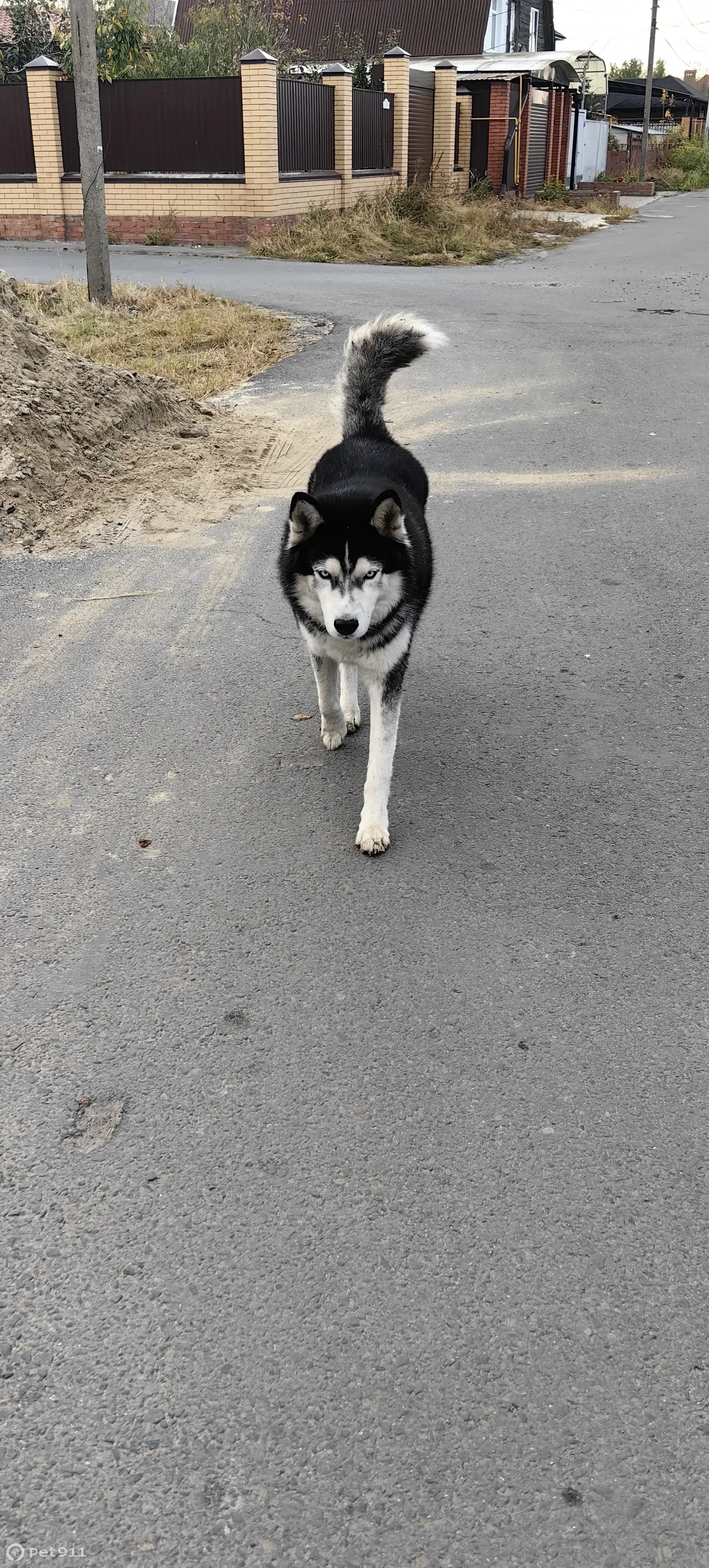 Собака хаски найдена: Заречный переулок, 33, Батайск | Pet911.ru