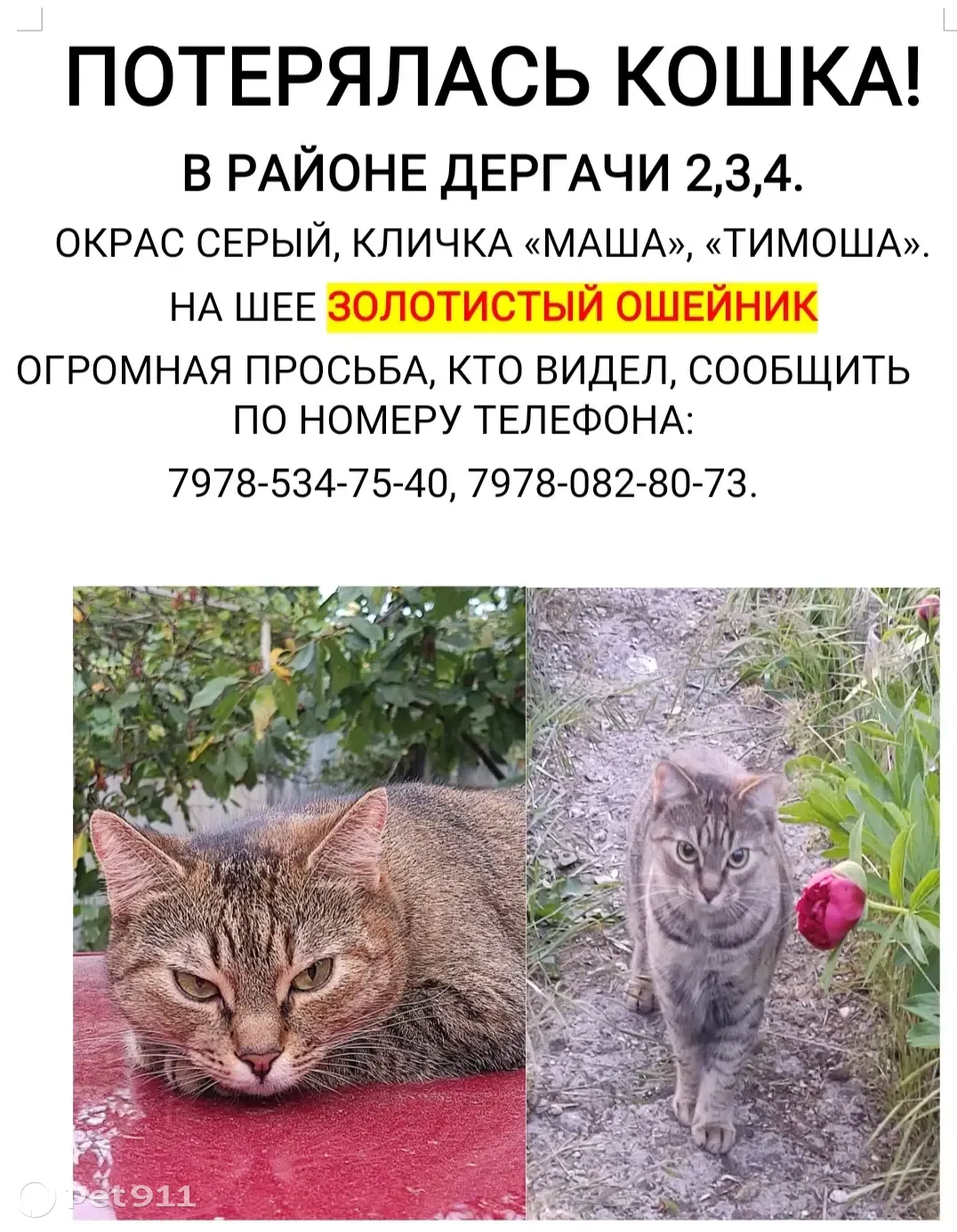 Пропала кошка, г. Севастополь, ул. А. Гущина | Pet911.ru