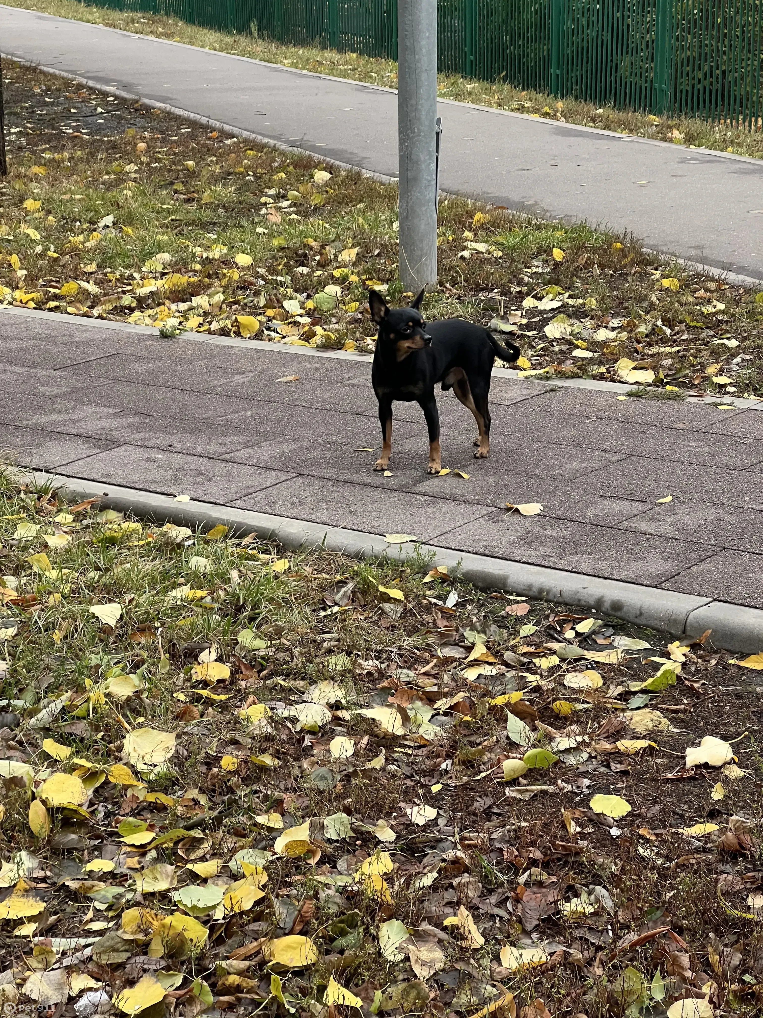 Найден кобель в Москве, Братиславская 14, бегает около метро | Pet911.ru