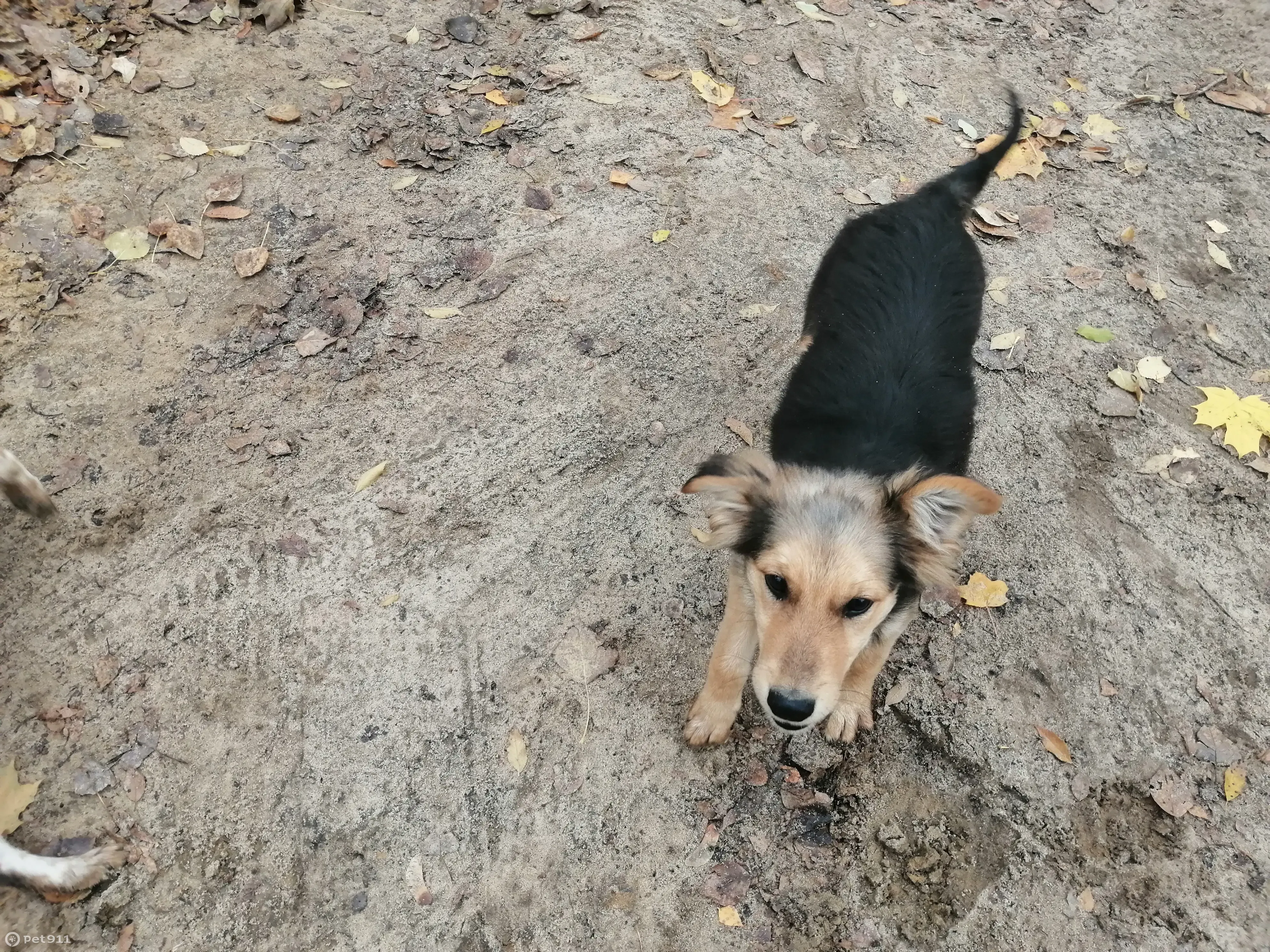 Найдена собака, ищет дом. Помощь нужна! 89507670164, Воронеж | Pet911.ru