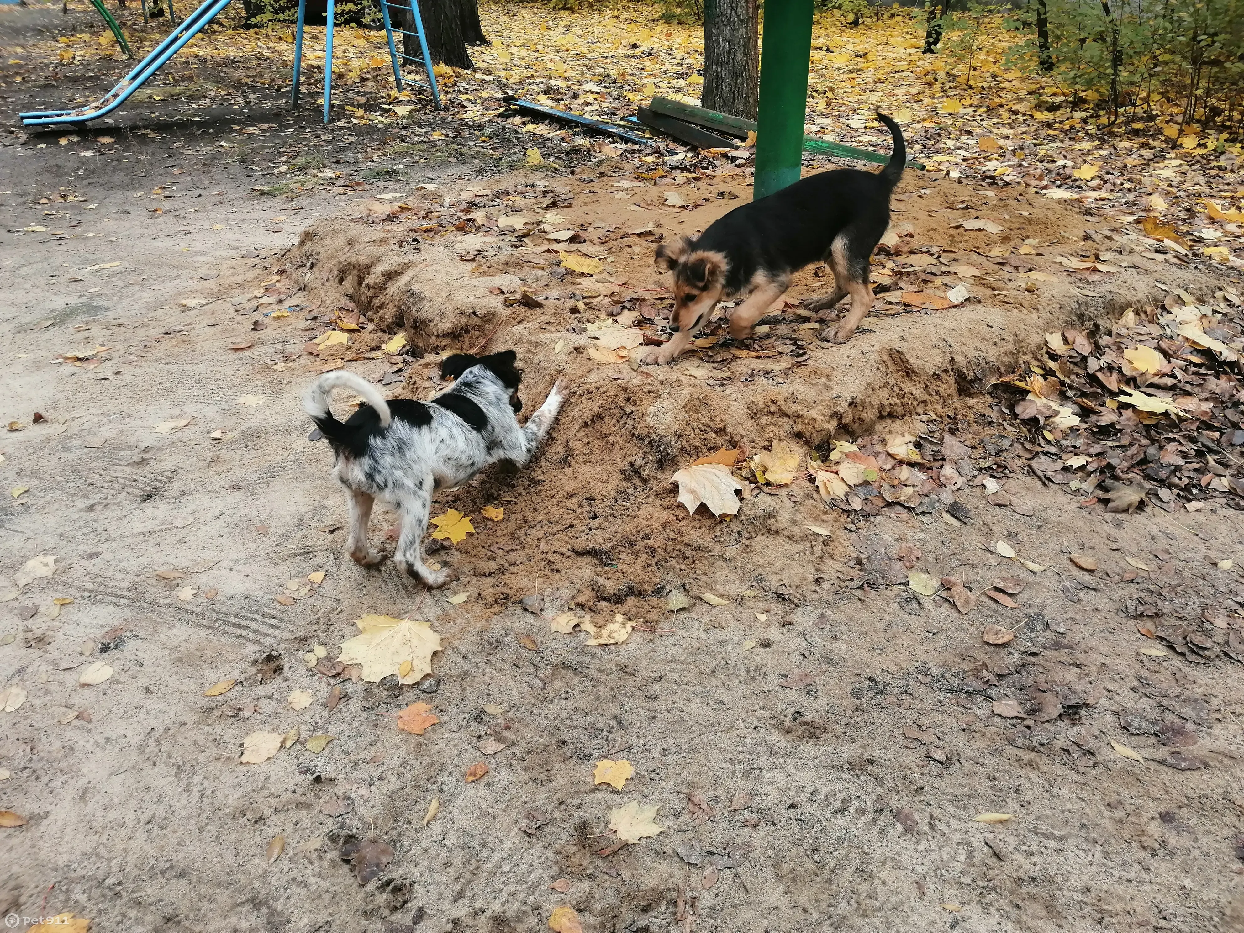 Найдена собака, ищет дом. Помощь нужна! 89507670164, Воронеж | Pet911.ru