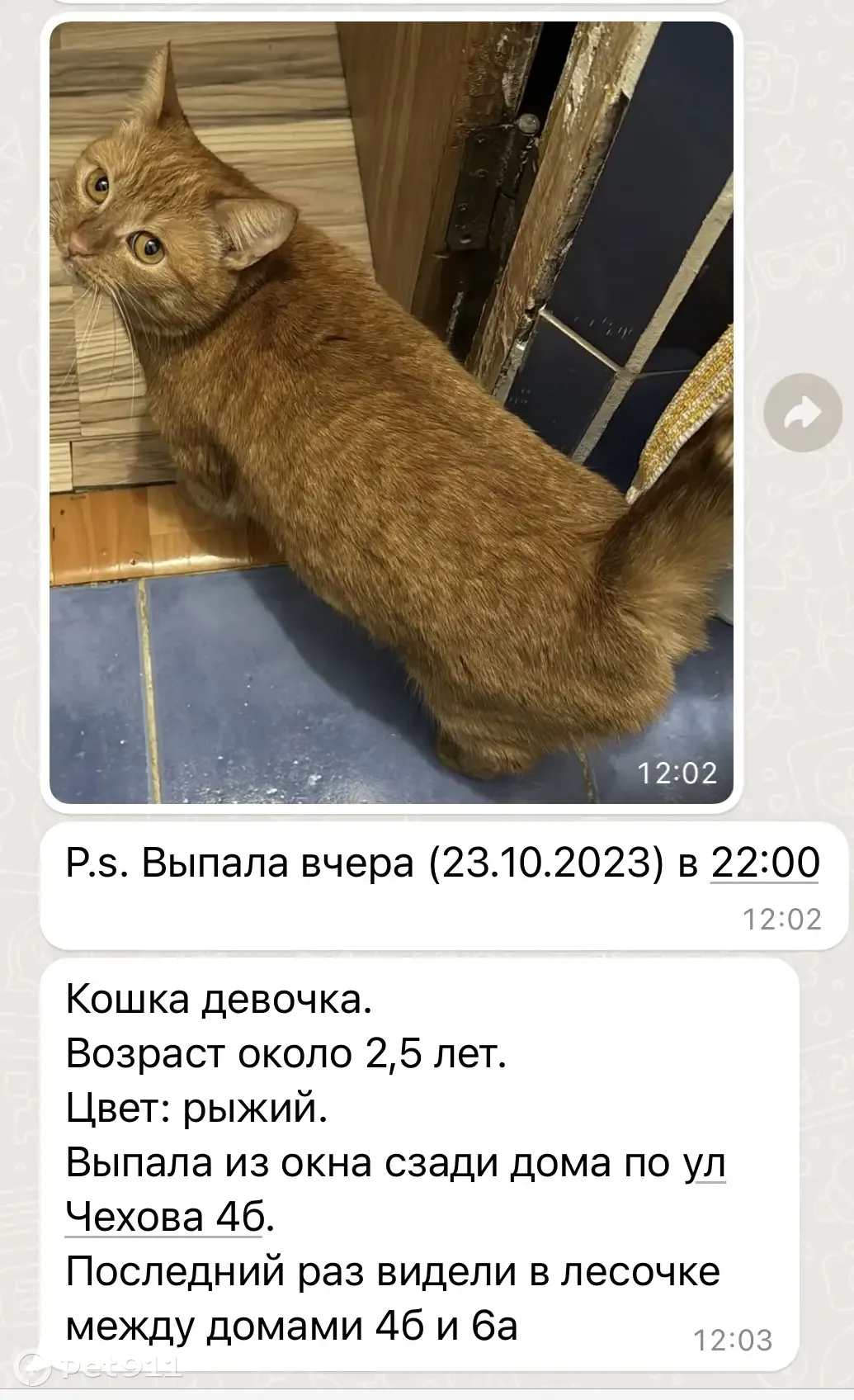 Пропала кошка, Чехова 4б, Казань | Pet911.ru