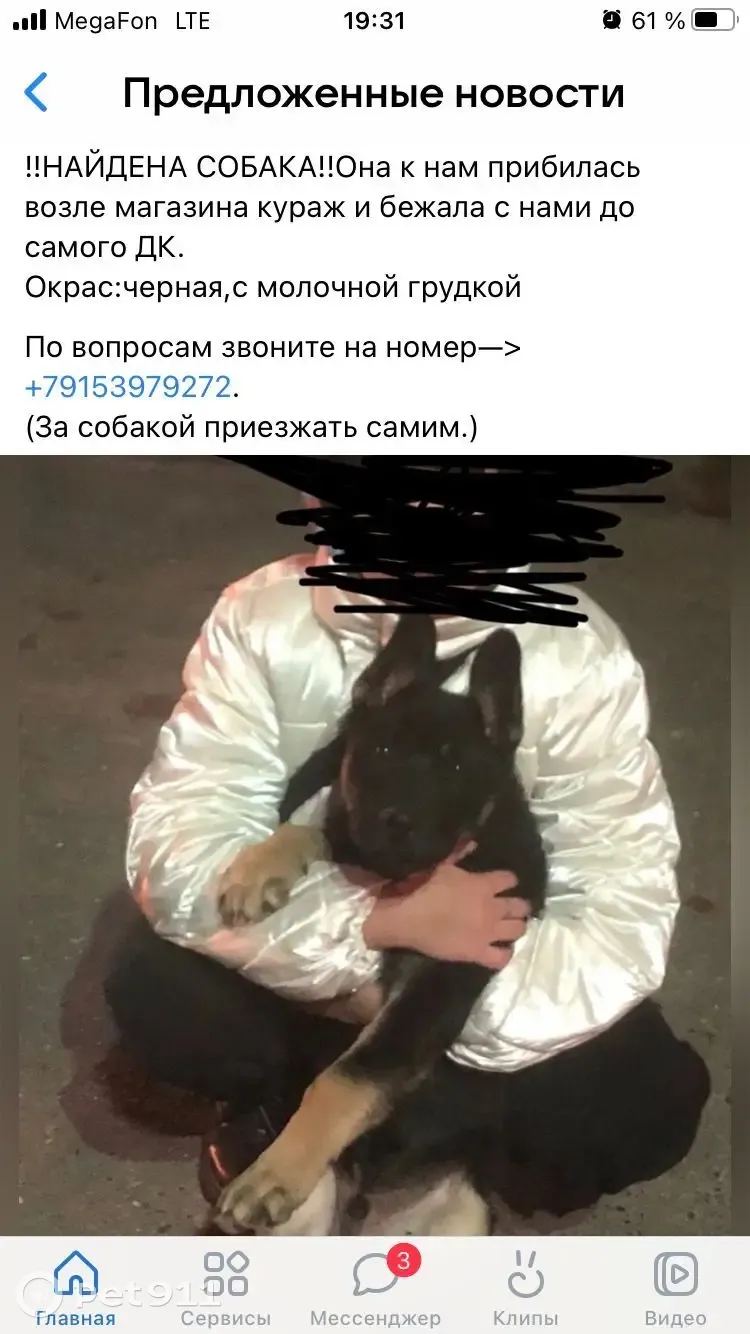 Собака найдена: ул. Юбилейная, 3, Коломна | Pet911.ru