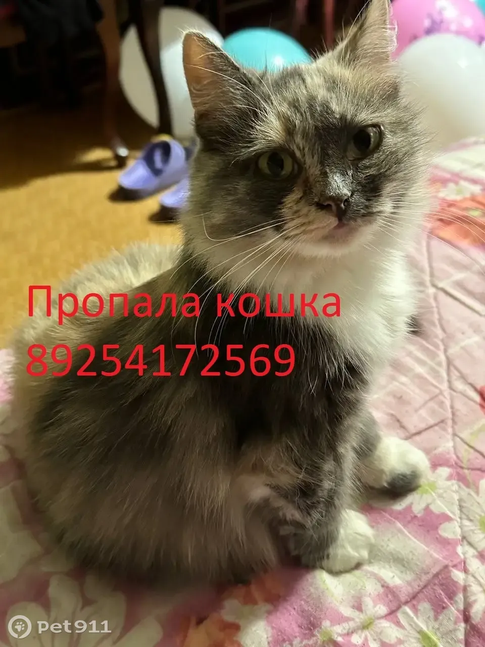 Пропала кошка с улицы Колпакова, 23 к1, Мытищи | Pet911.ru