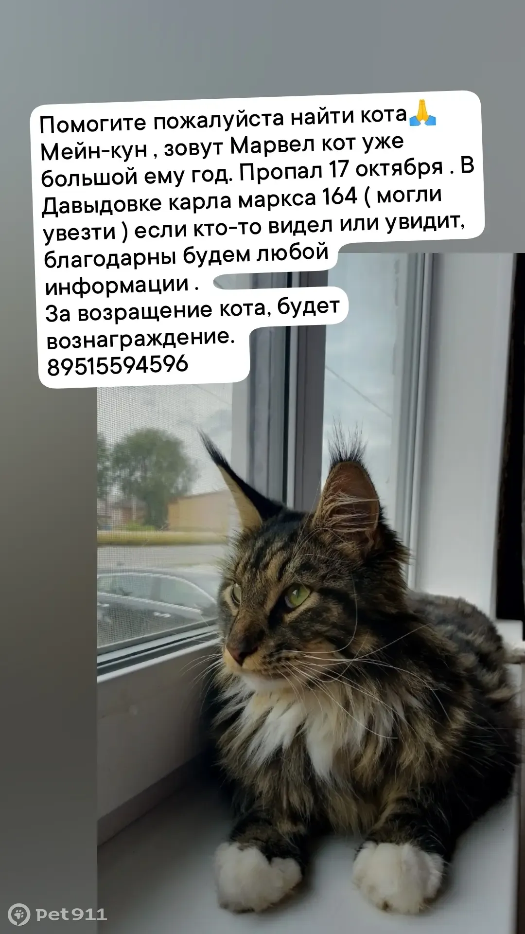 Пропала кошка в Давыдовке, ул. Карла Маркса 164 | Pet911.ru